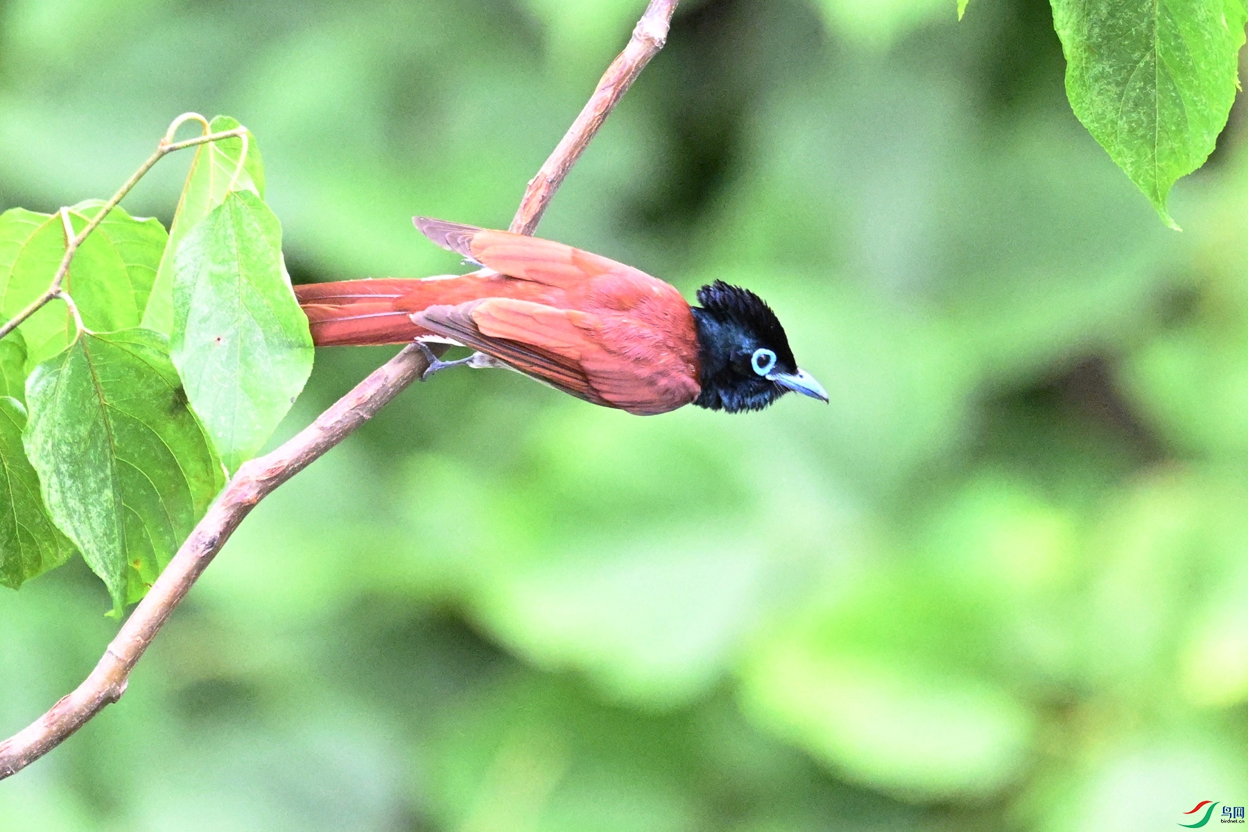 DSC_7530.JPG