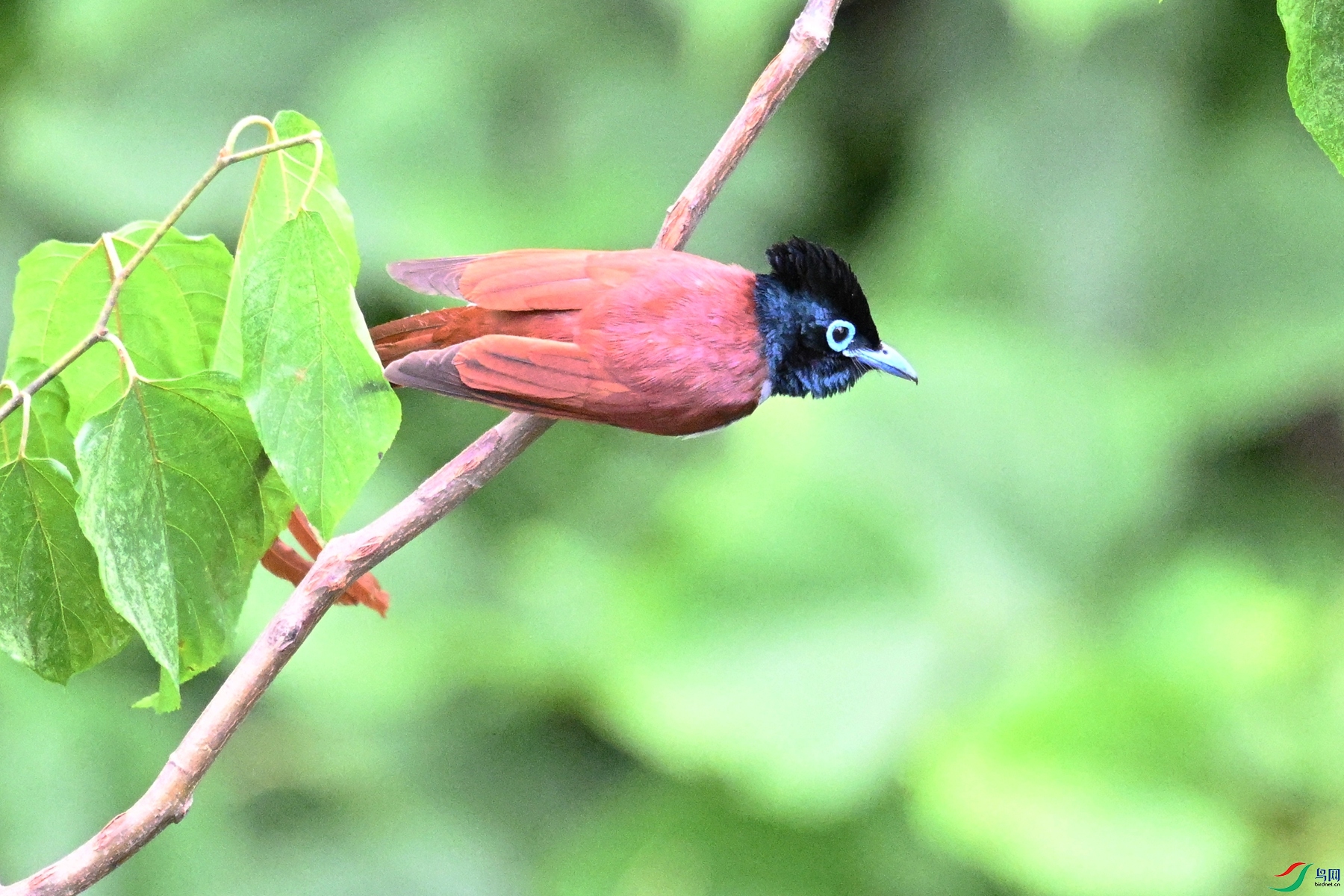 DSC_7527.JPG