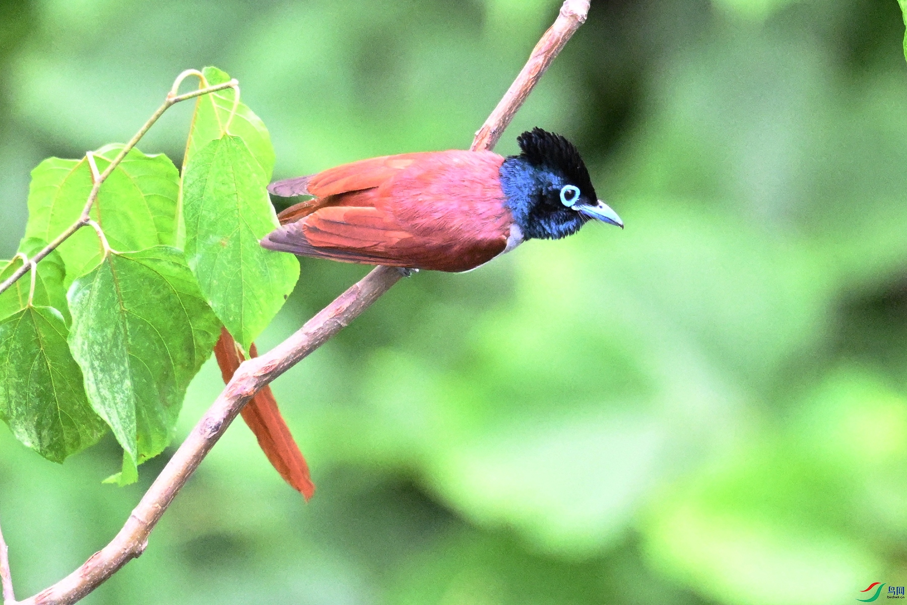 DSC_7525.JPG