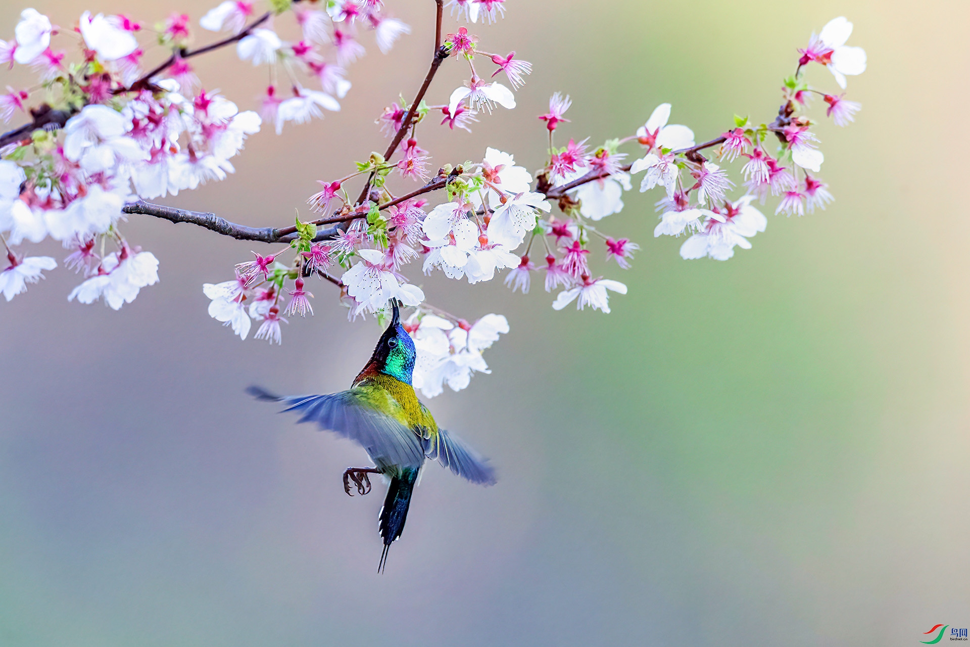 AS7I9651 ����-Sh----1 .jpg