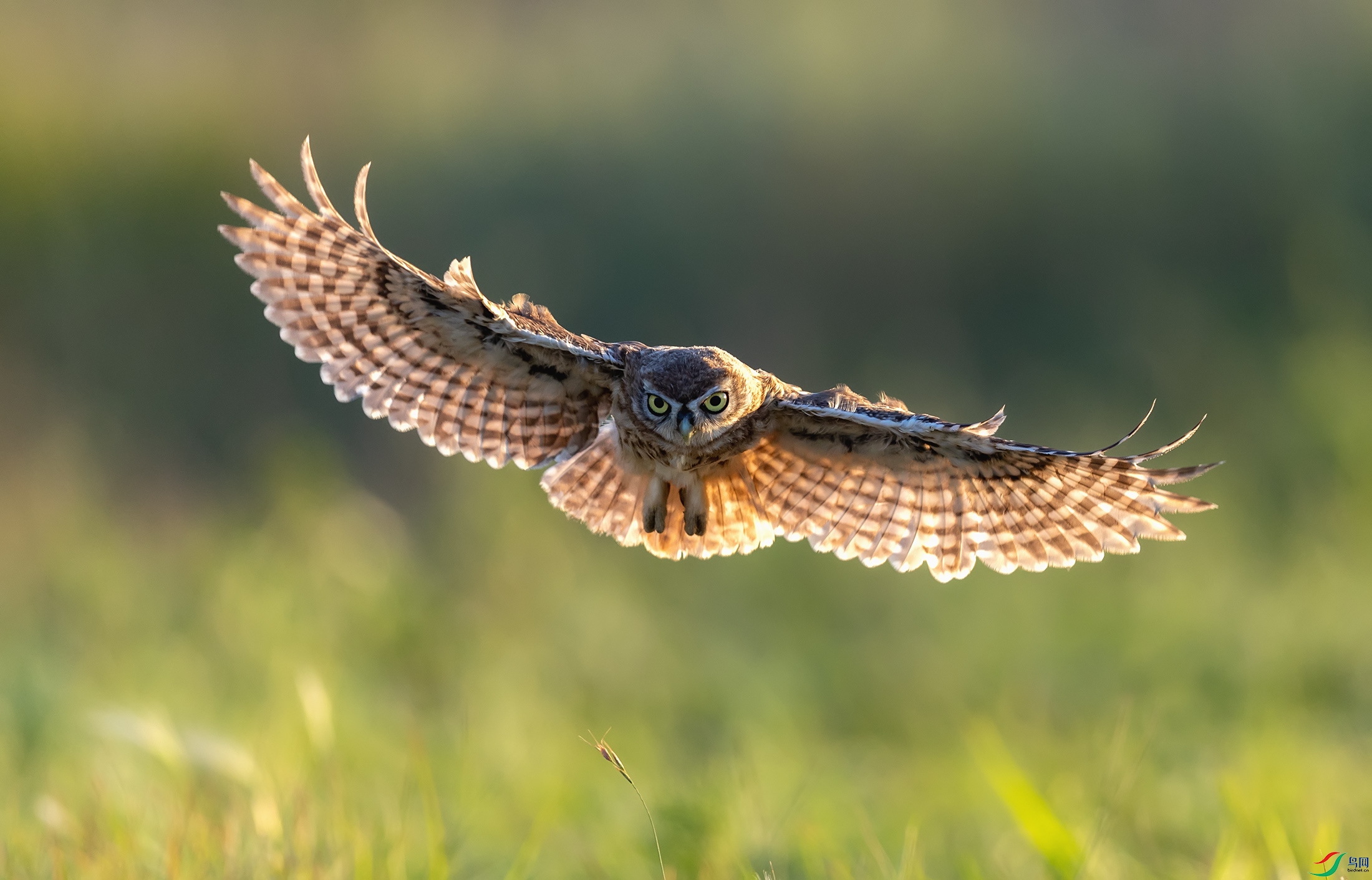 ���Ƹ�С�^