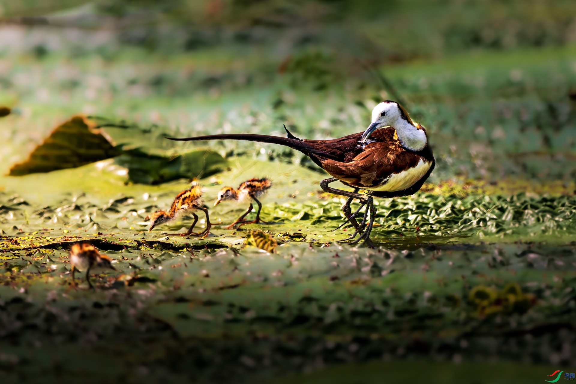 1_XXL1476-����ǿ-NR-1 2.jpeg