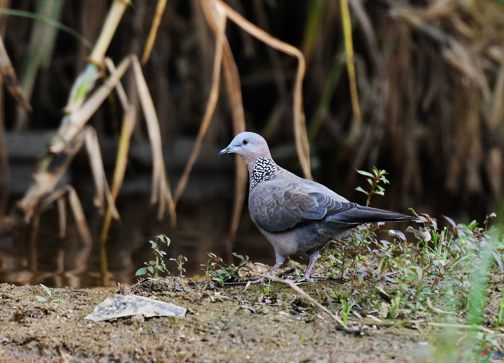 DSC_7948.jpg