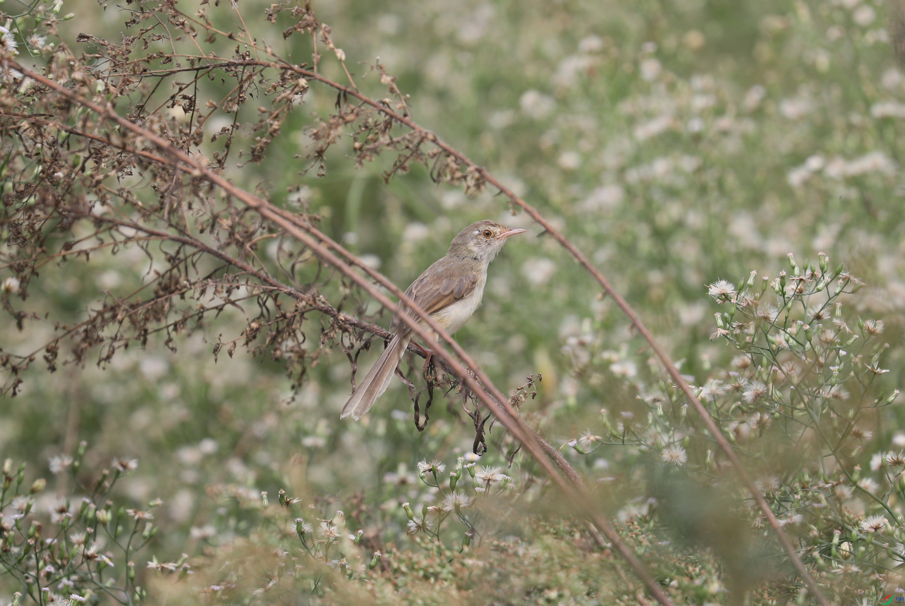 BL7A9750.JPG