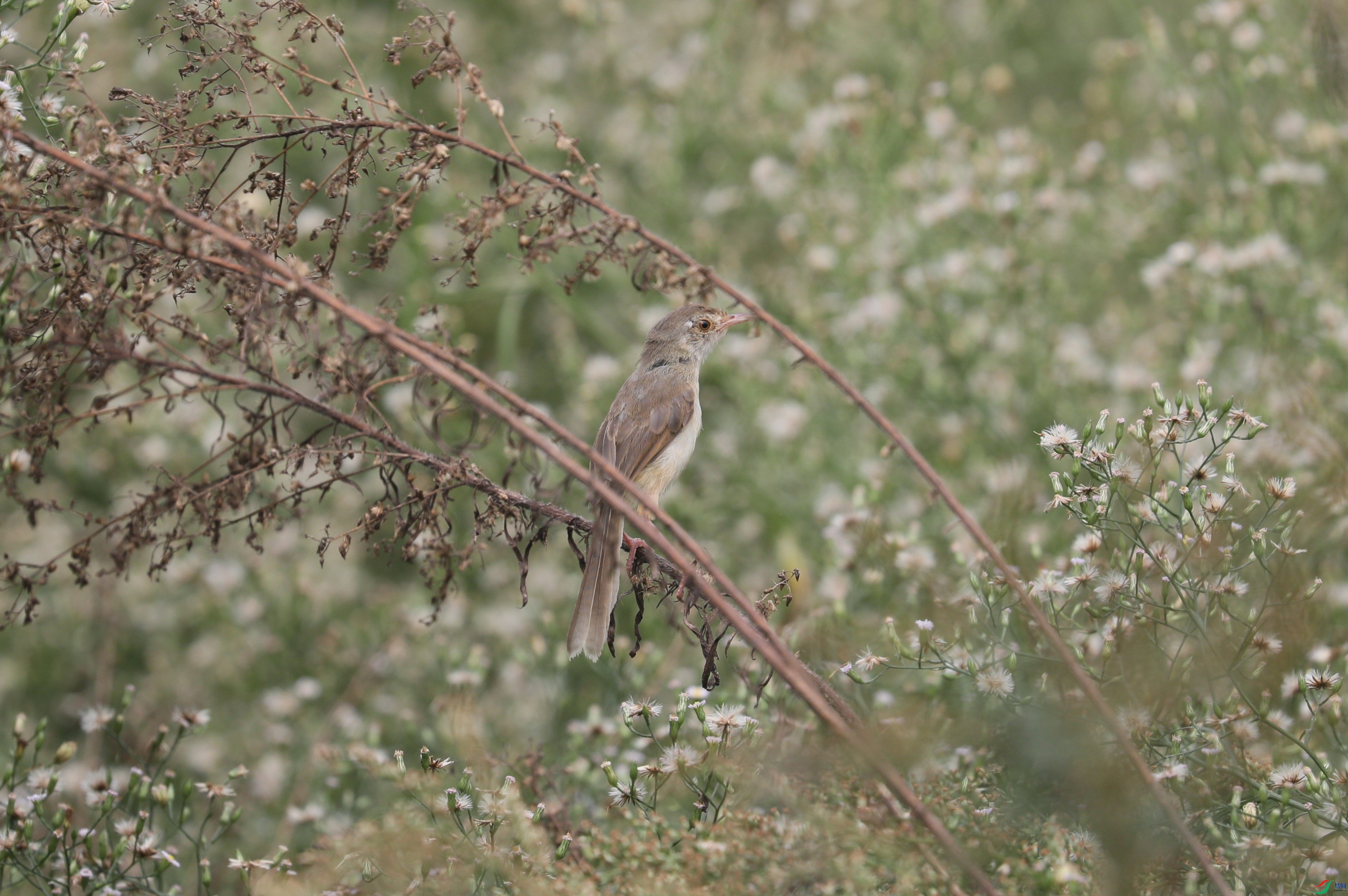 BL7A9753.JPG