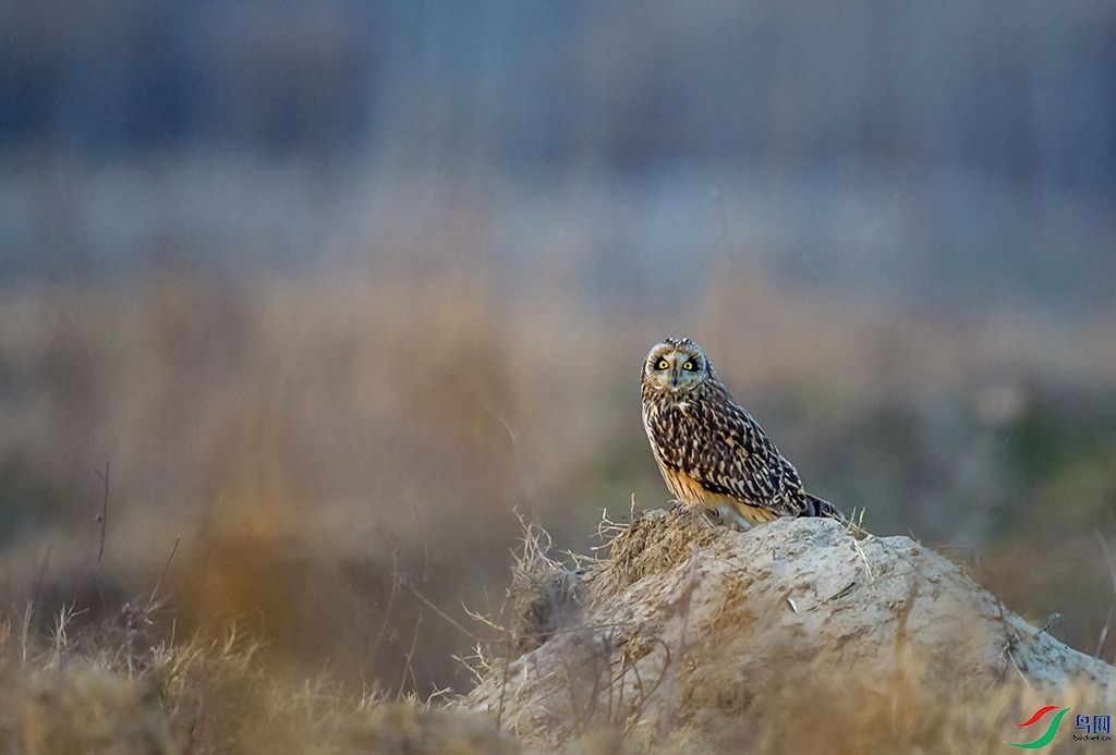 DSC_9564a.jpg