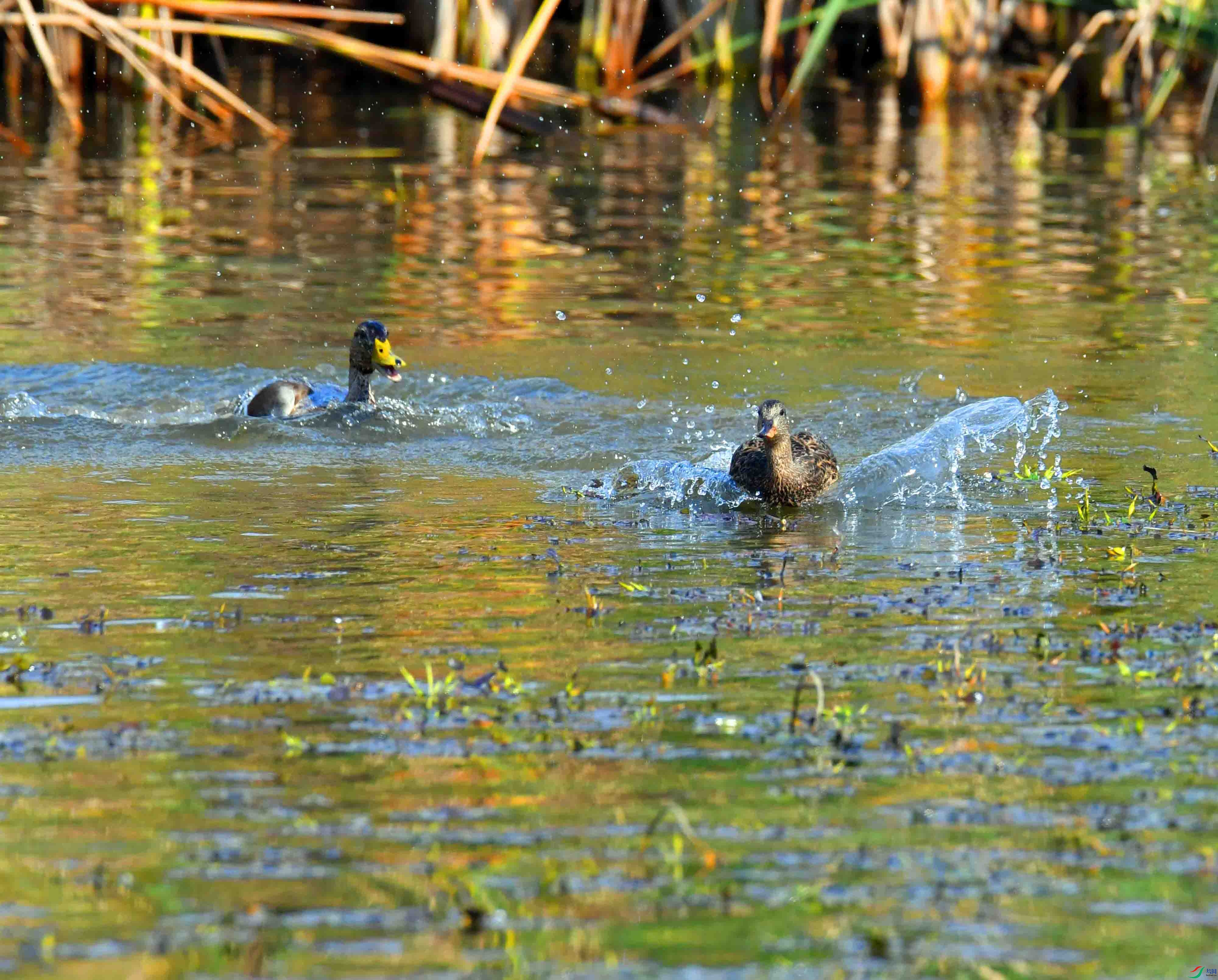 DSC_3004.JPG