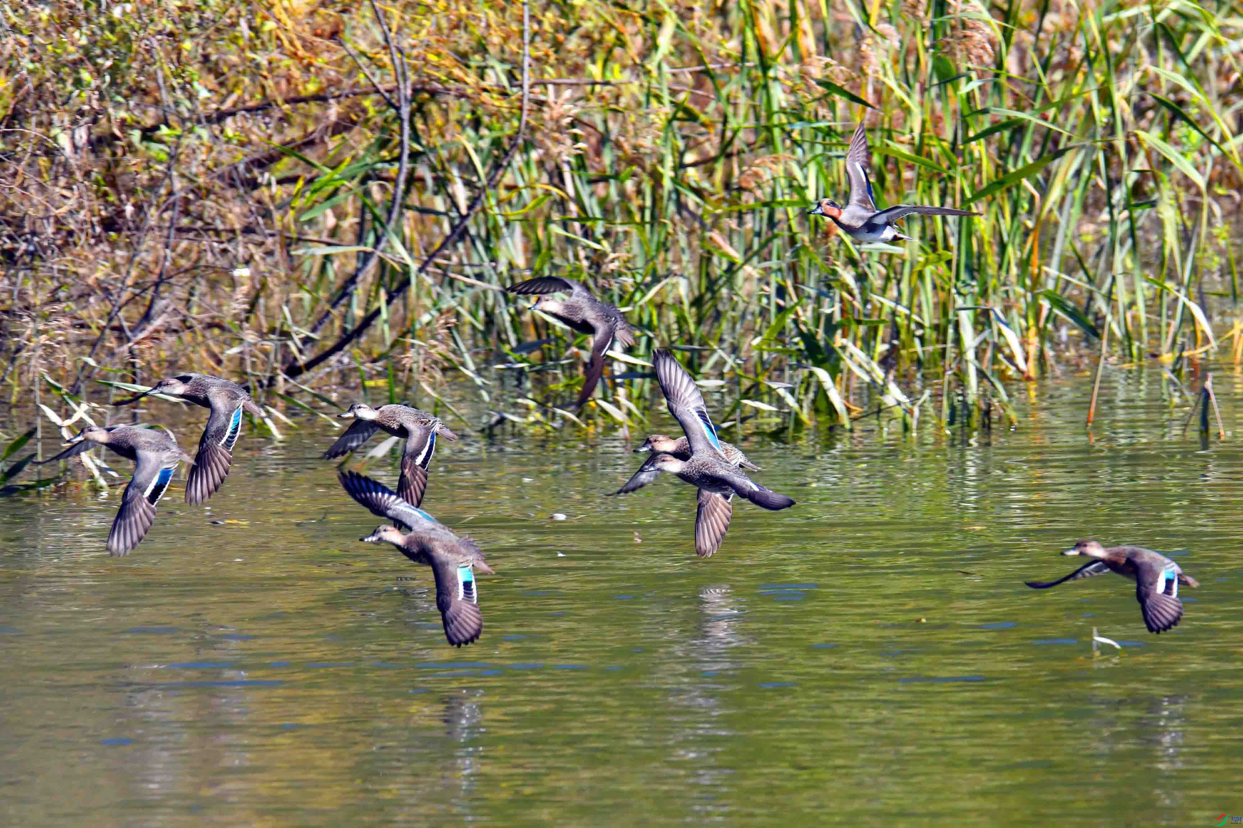DSC_5475.JPG