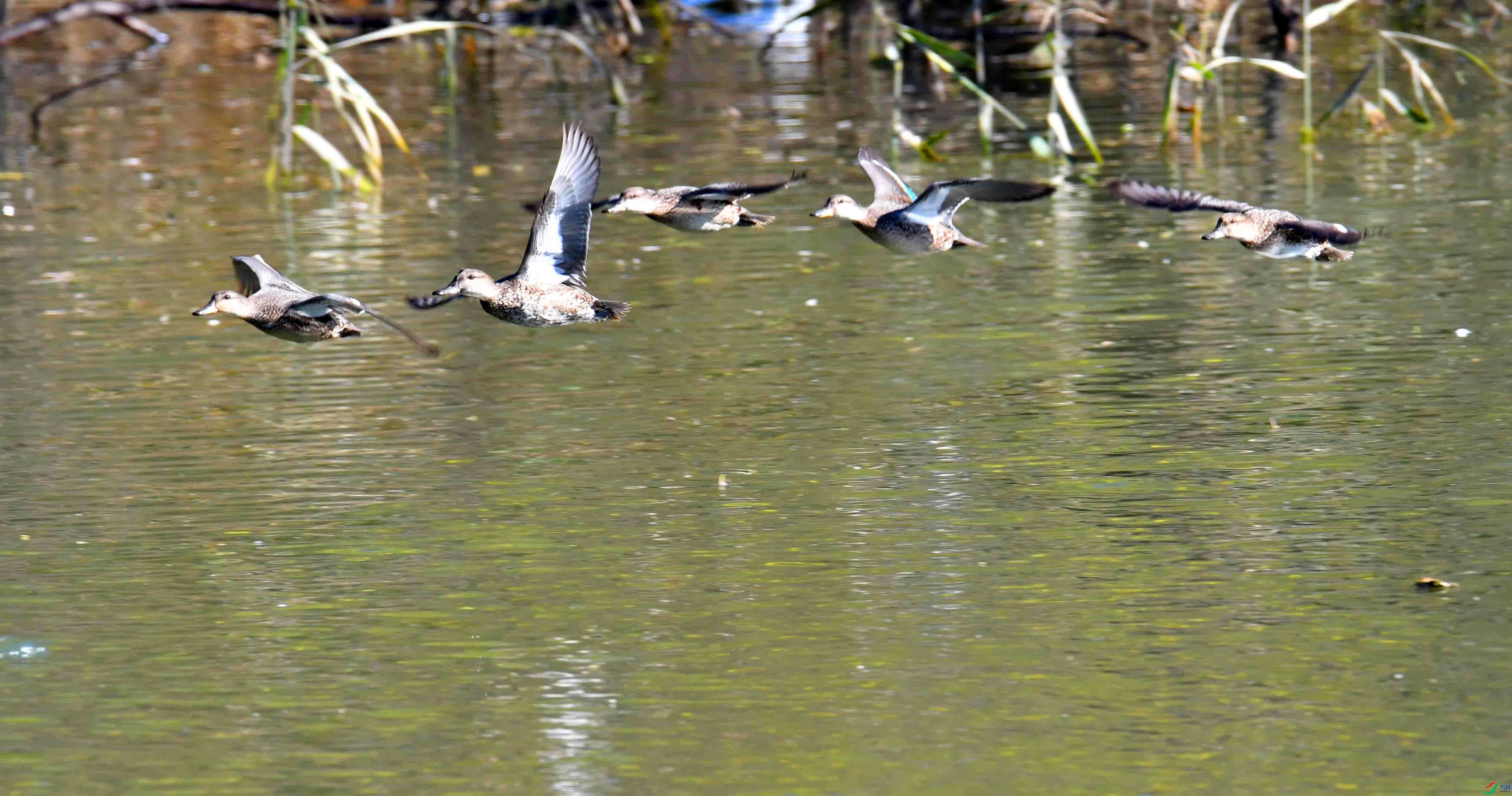 DSC_5478.JPG