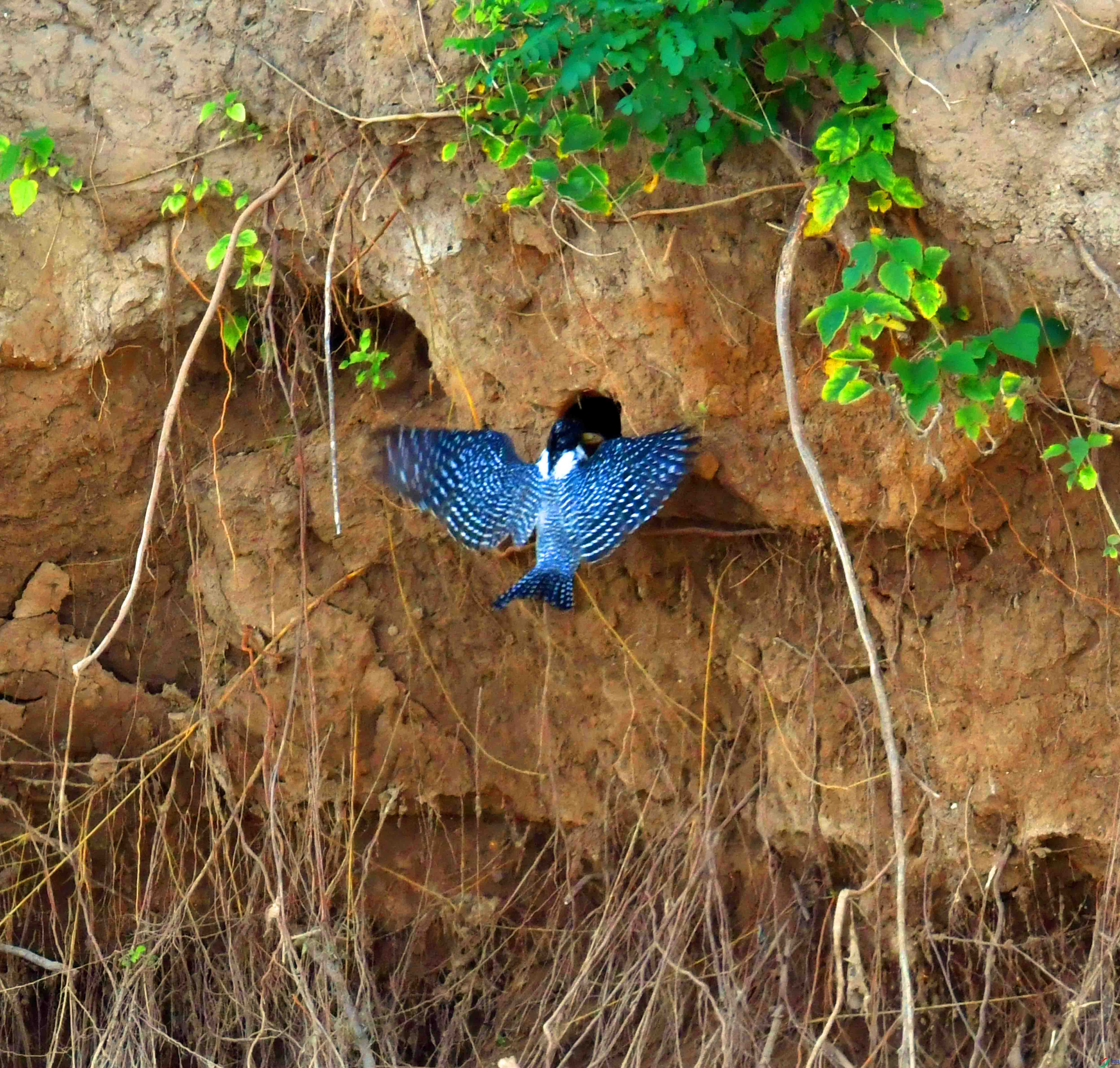 DSC_1718.JPG