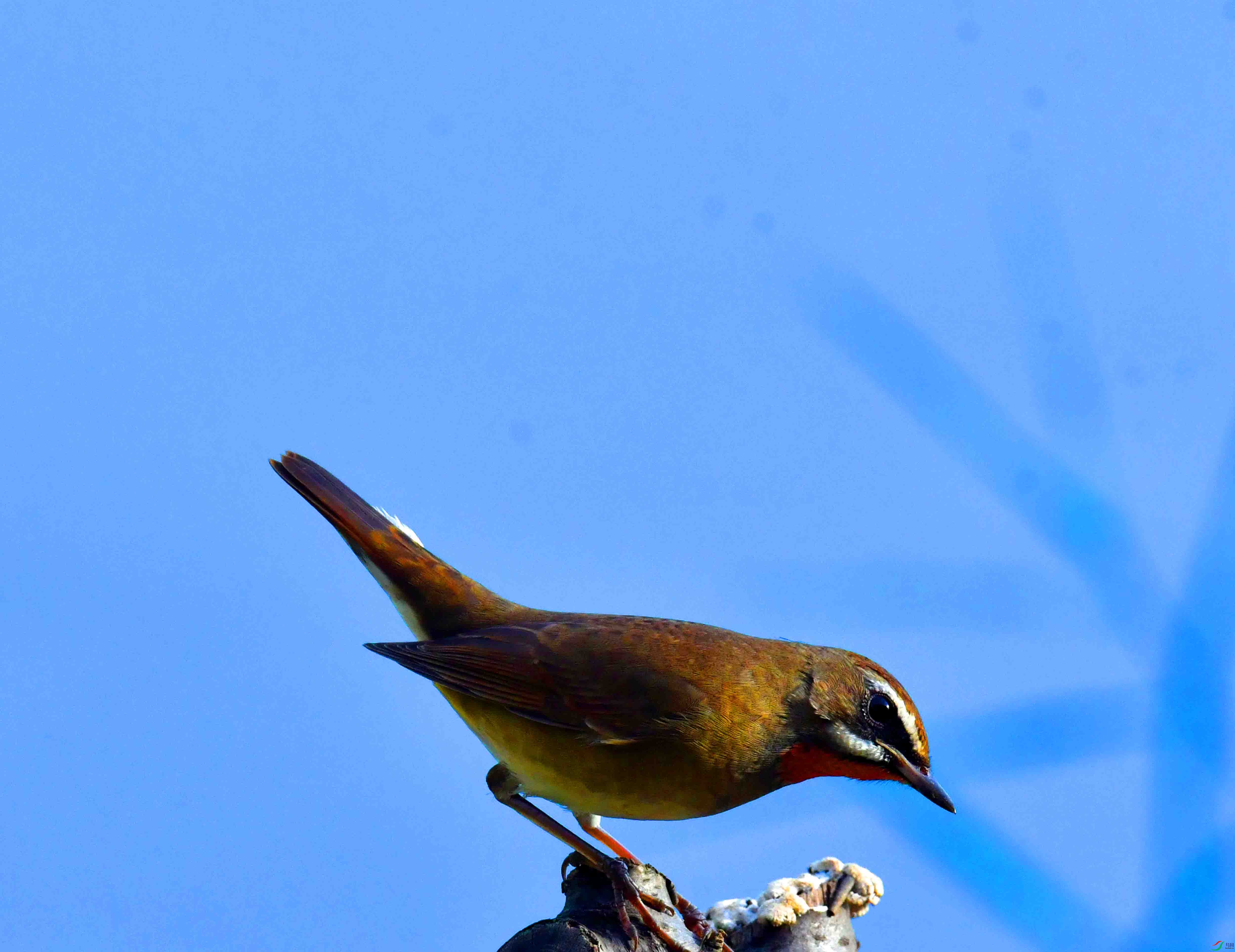 DSC_5337.JPG