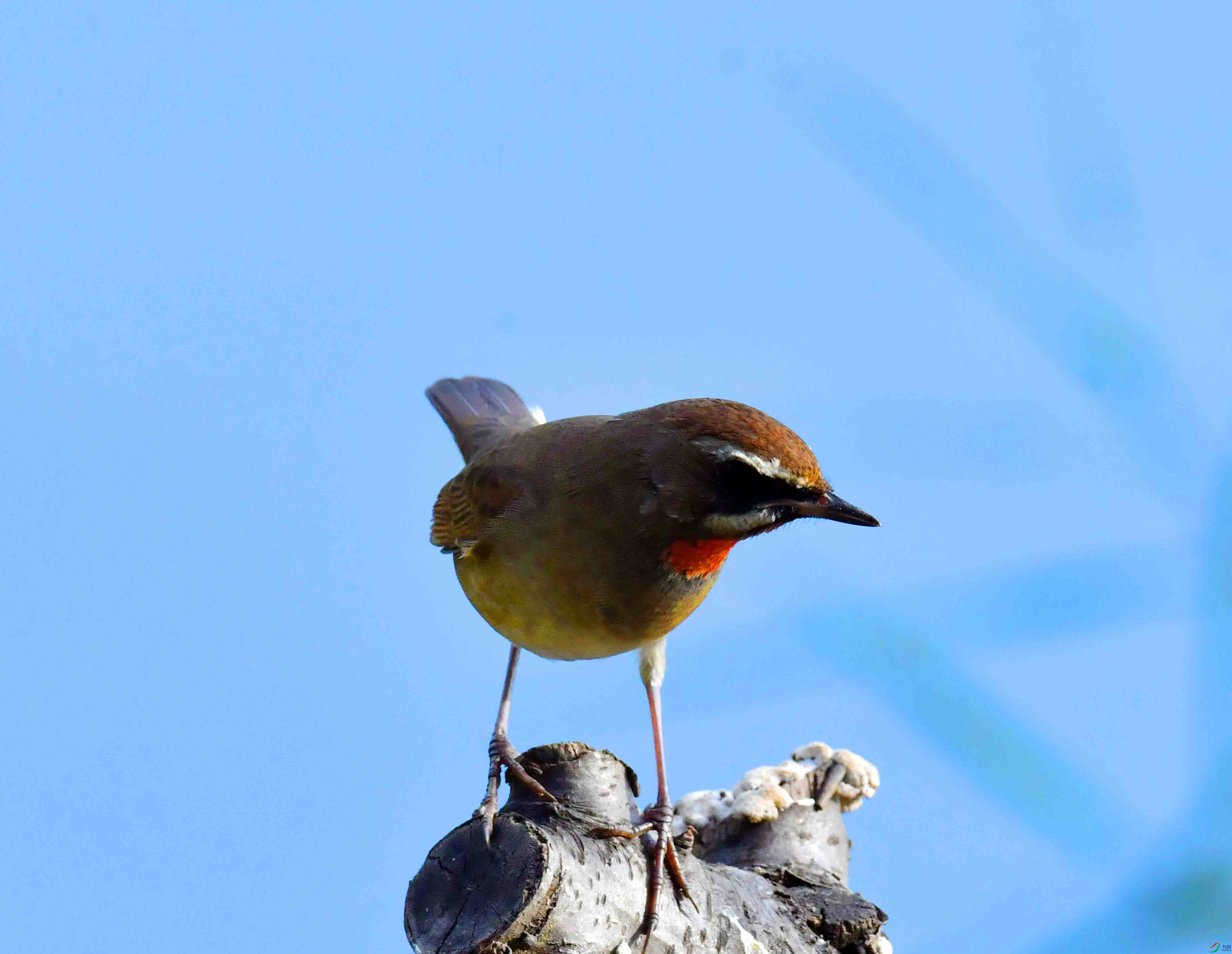 DSC_5335.JPG