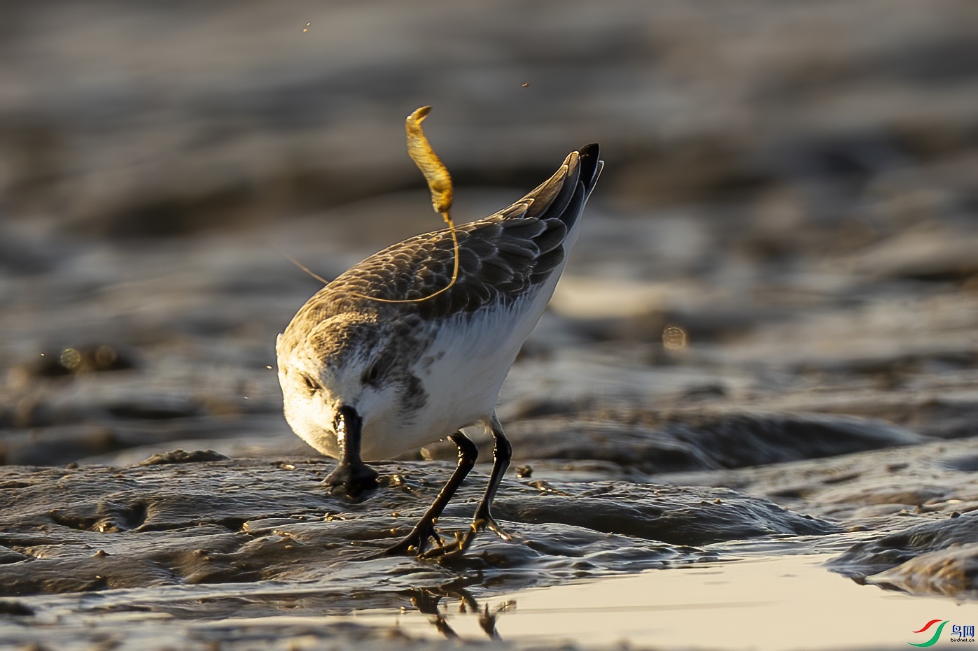 �����ֲ�Ϻ