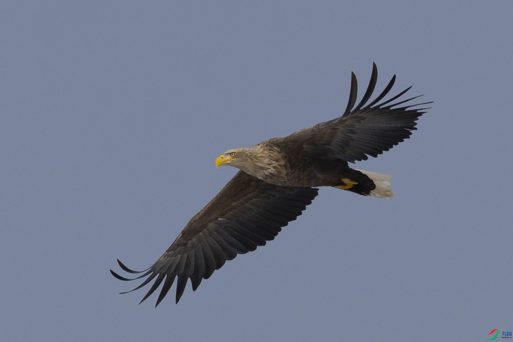 ��β����