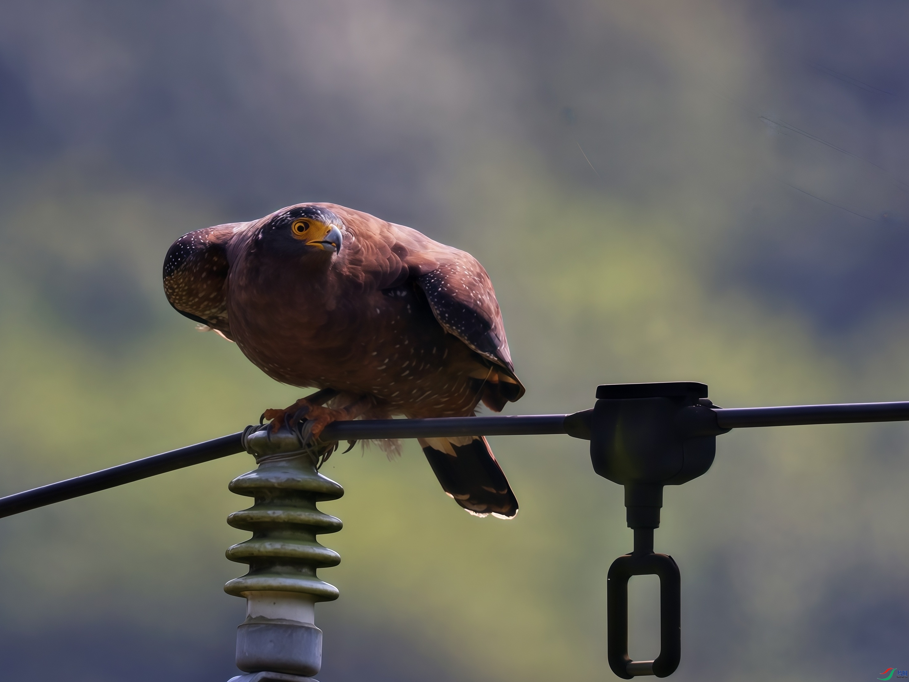 ������סԶ����Ŀ��