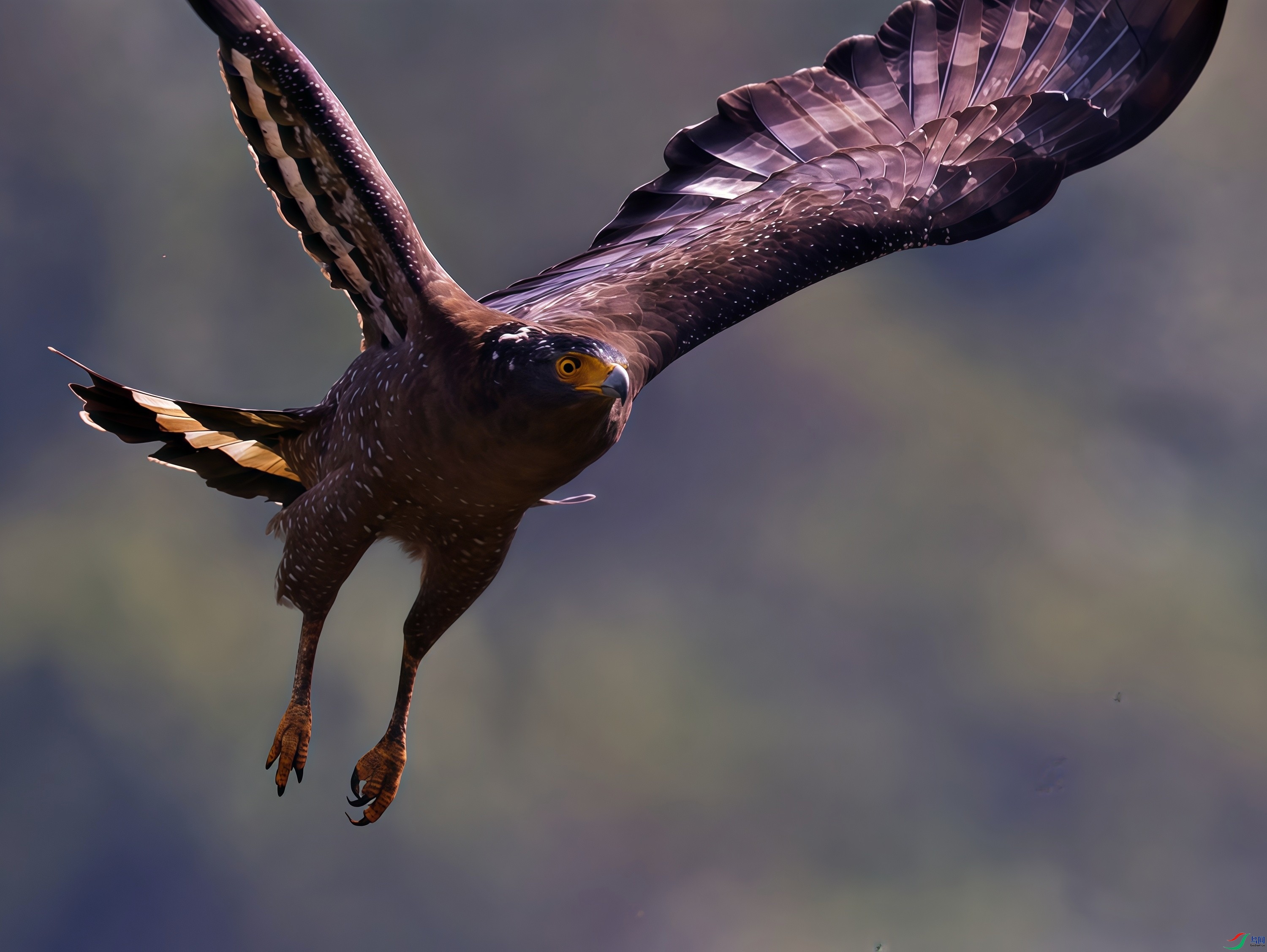 ����չ�������