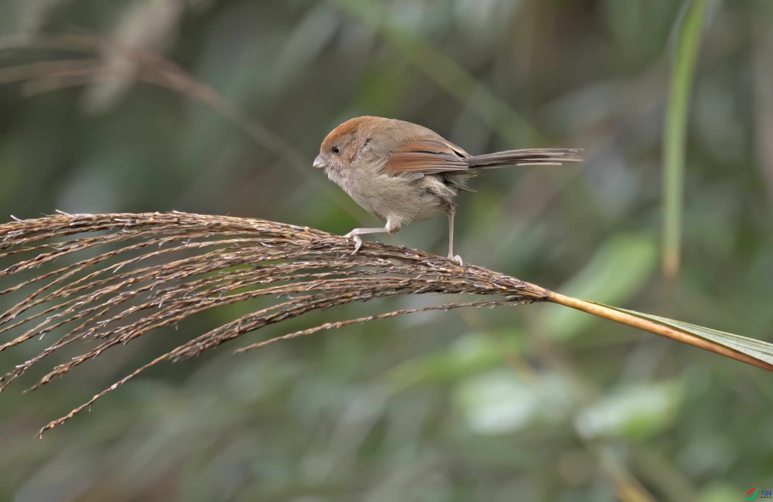 G47A7810-����ǿ-NR ����.jpg