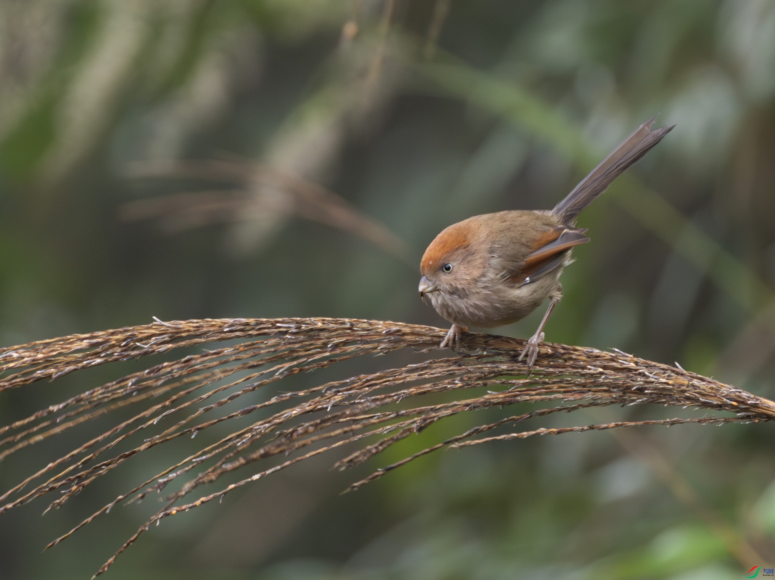 G47A7843-����ǿ-NR ����.jpg