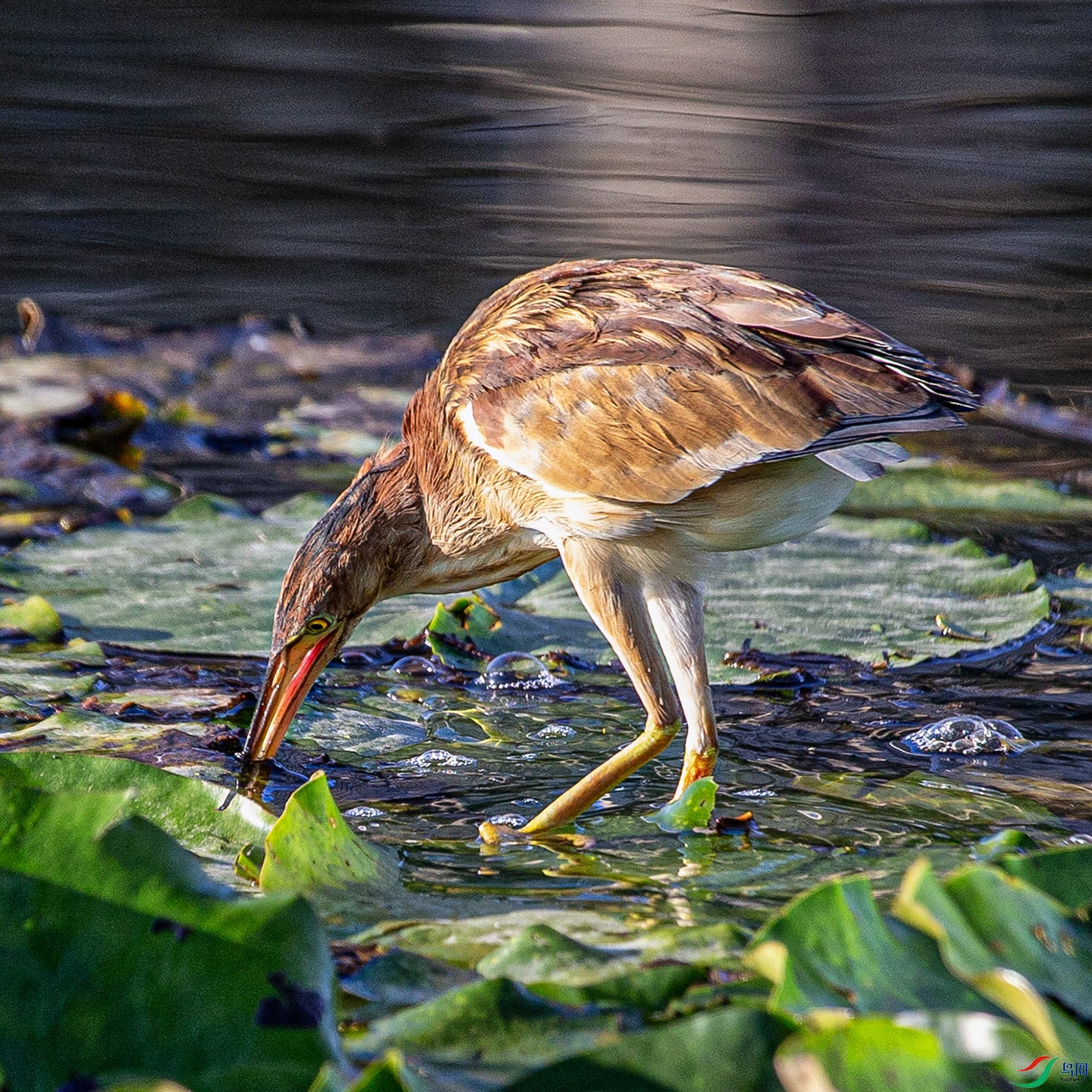 _MG_1020 ���� 2.jpg