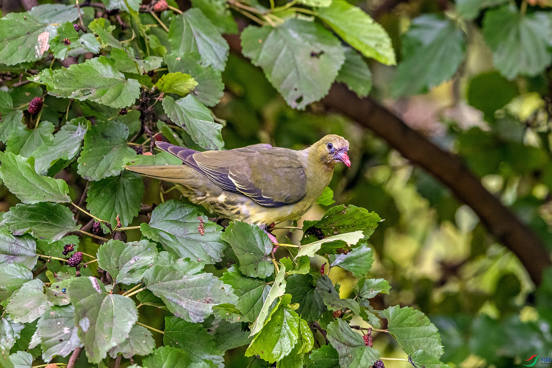 _AUU7001 Шβ���(25.7.8).jpg