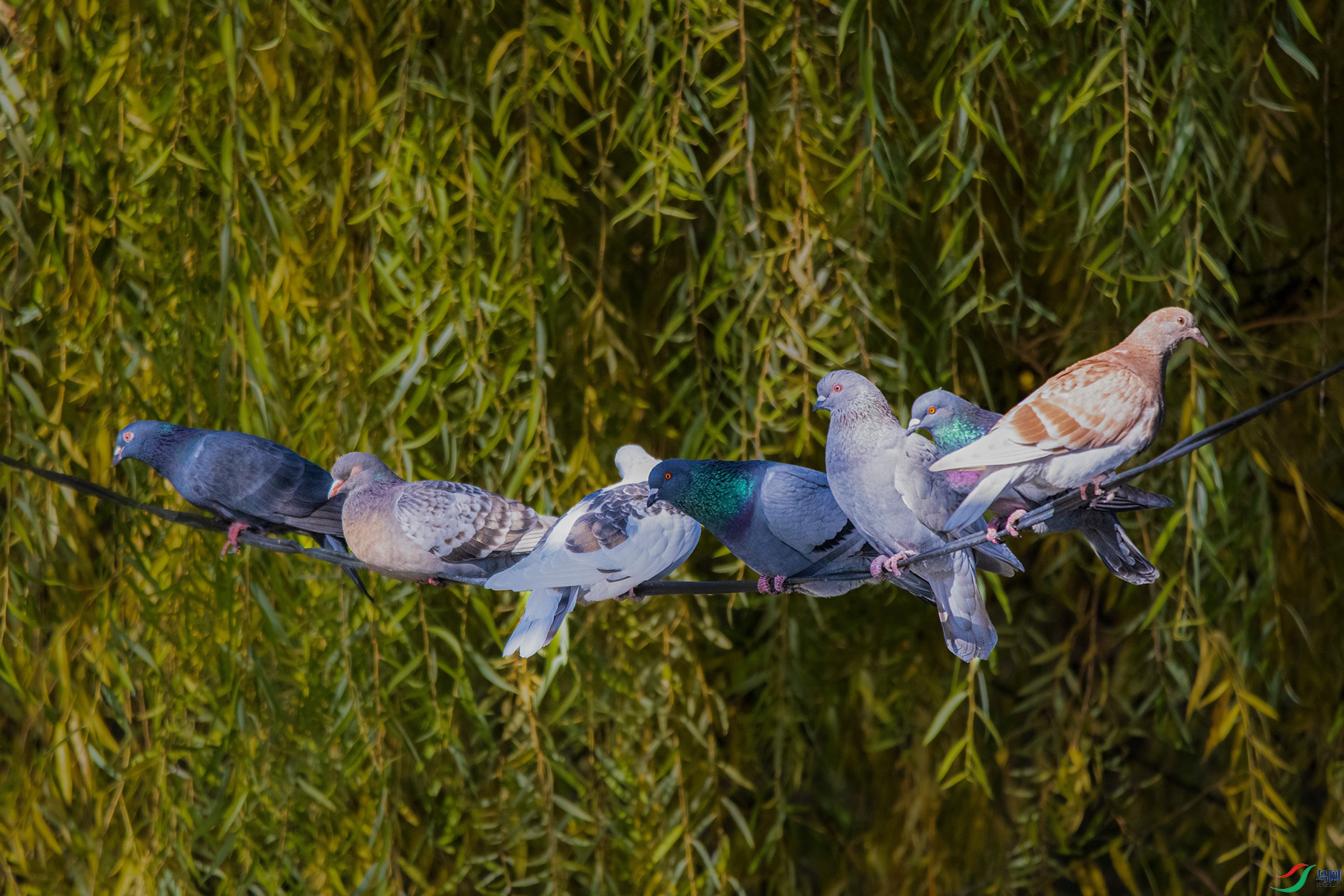 DSC_2125 ����.jpg