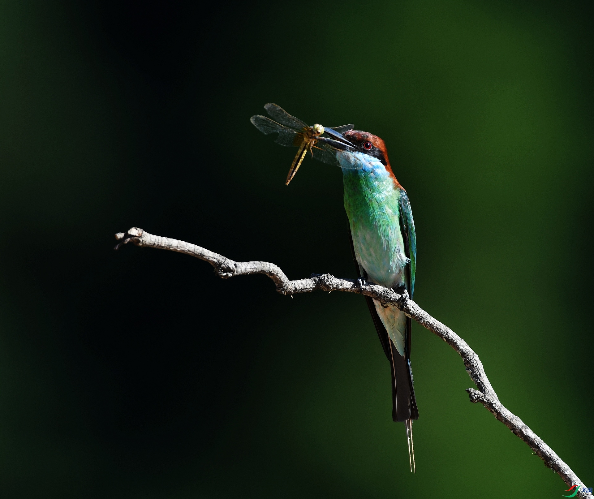 DSC_9297.jpg