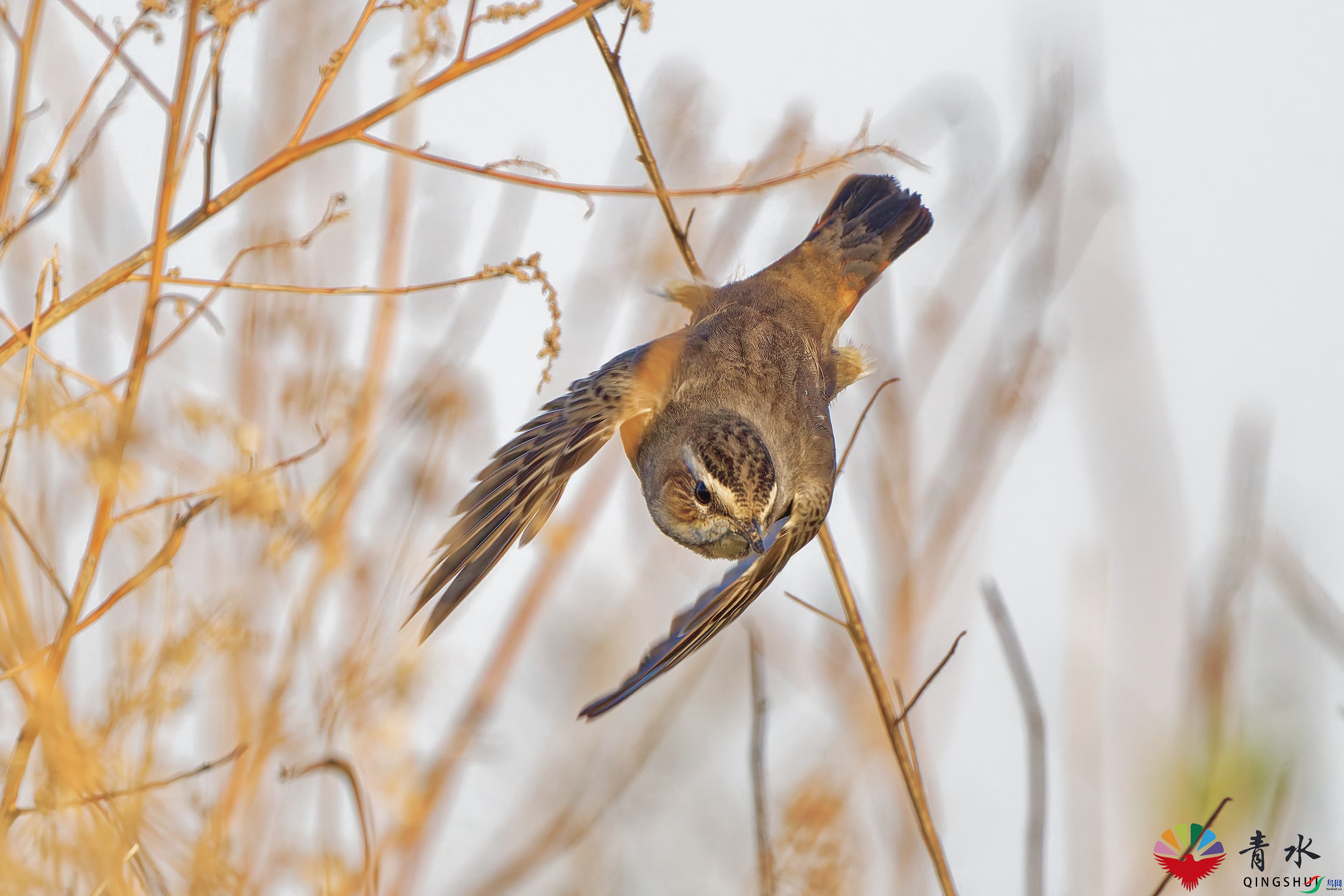DSC_1669-1.jpg