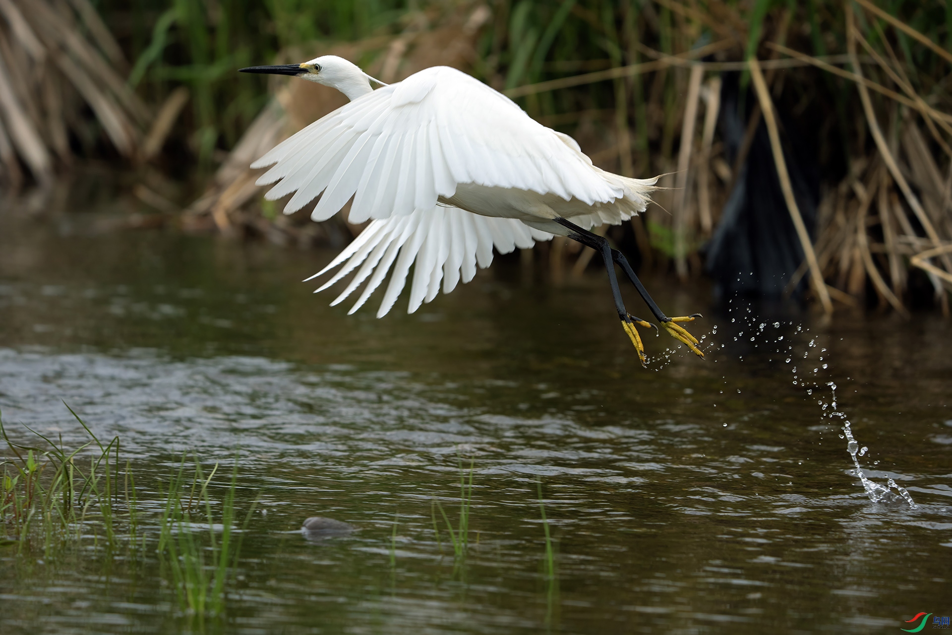 DSC03765 ����.jpg