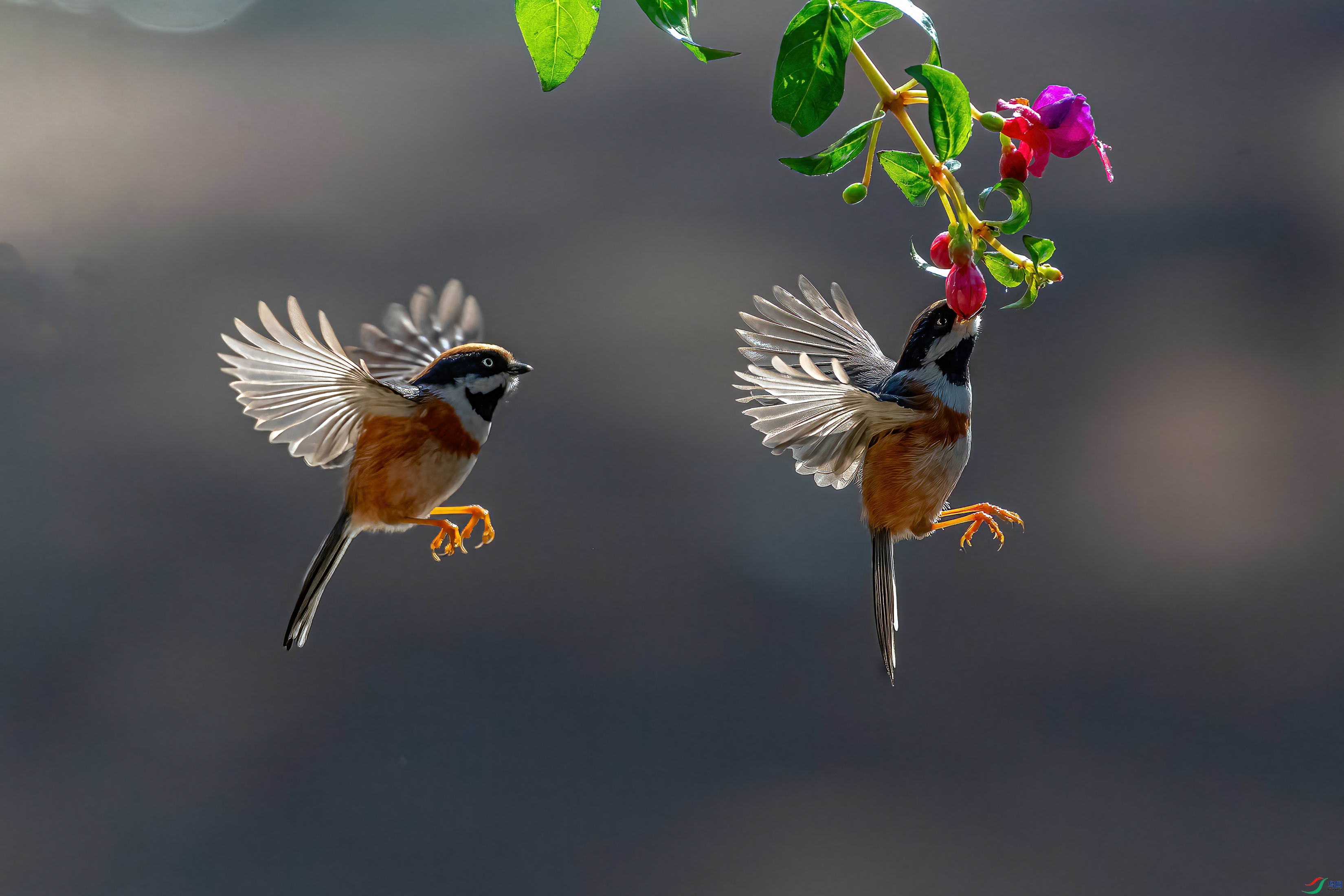 DSC_9430ba.jpg