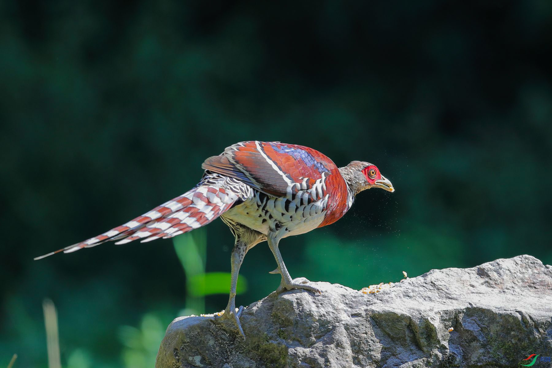 �׾���β��