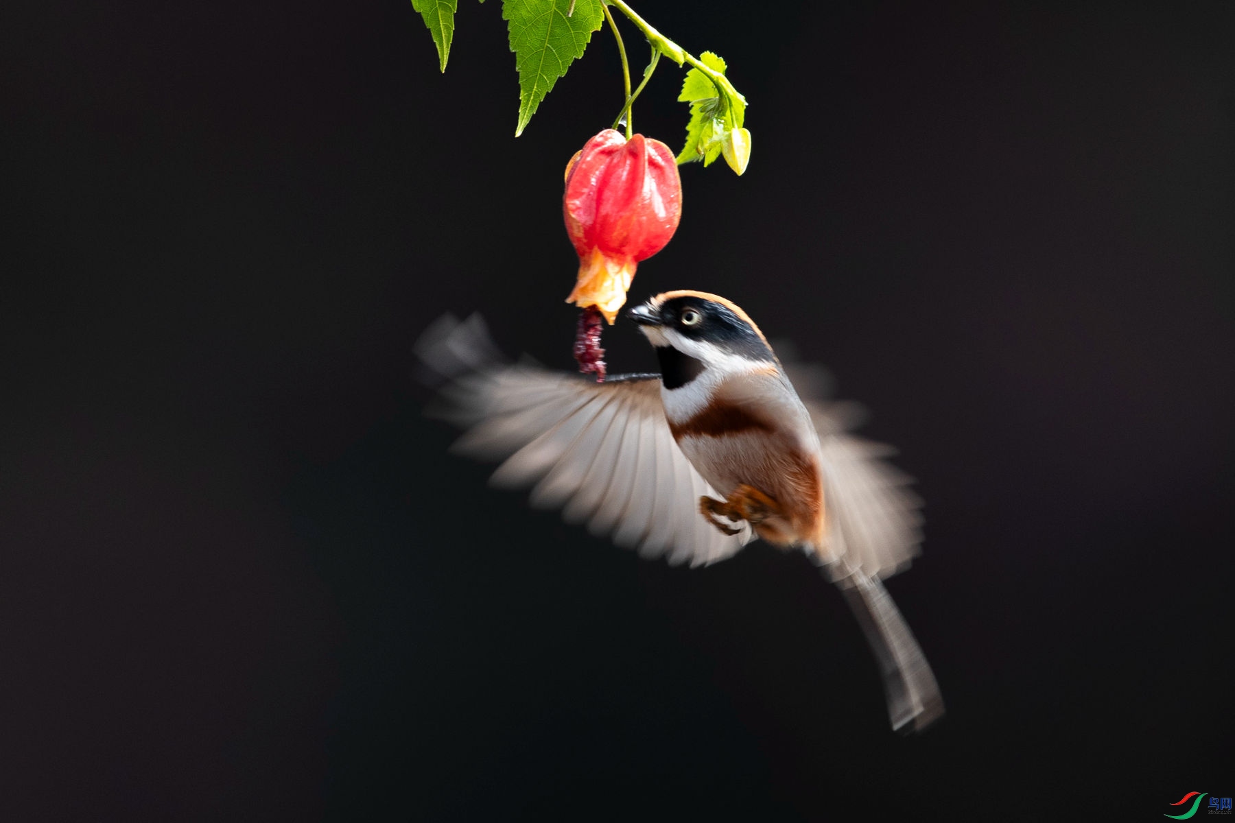 ��ͷ��βɽȸ