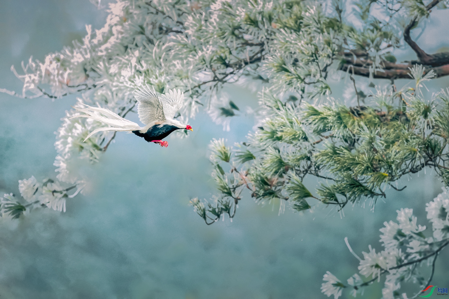 ����----ѩ֦����