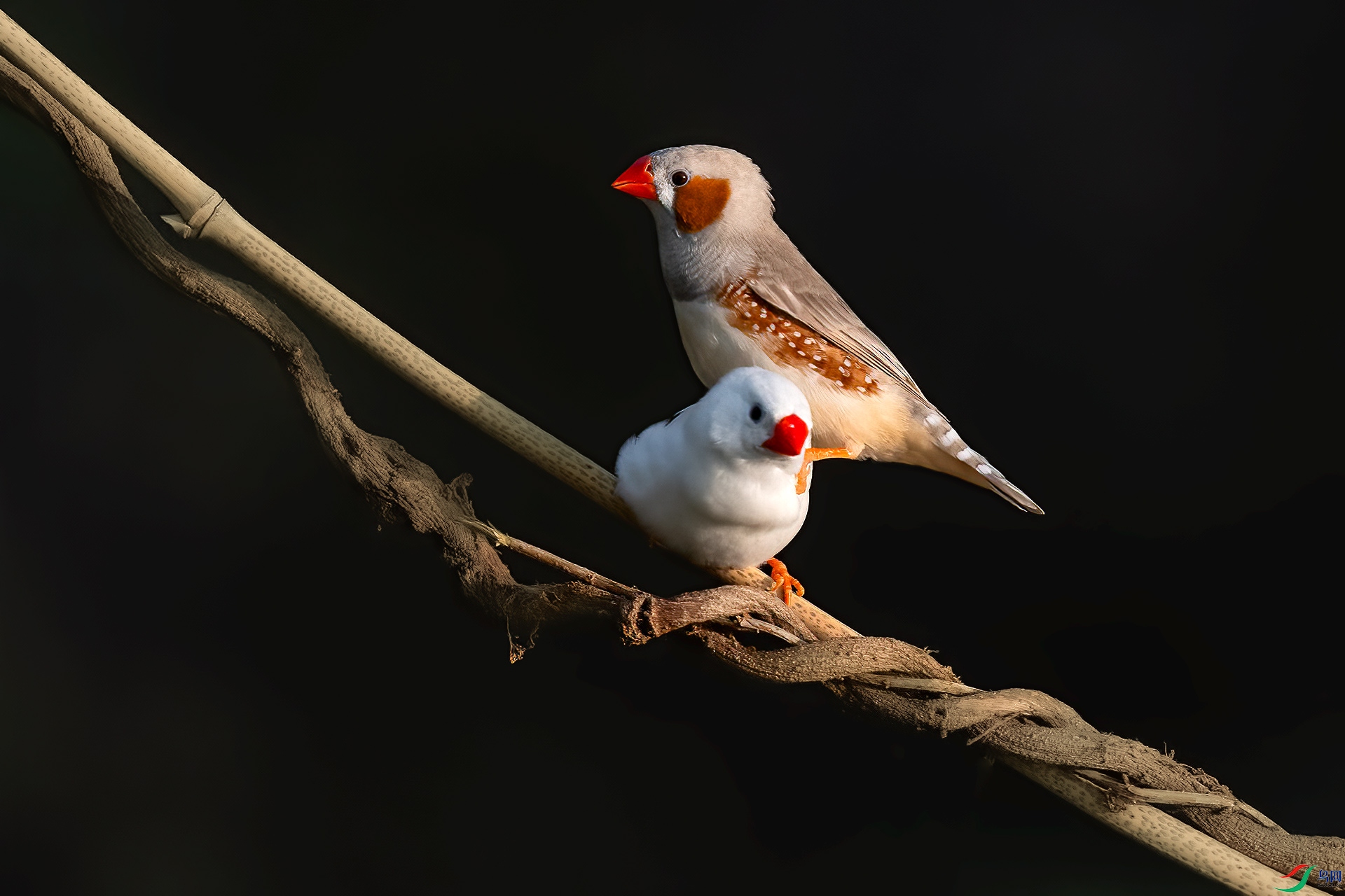 �ȼ�÷��ȸ