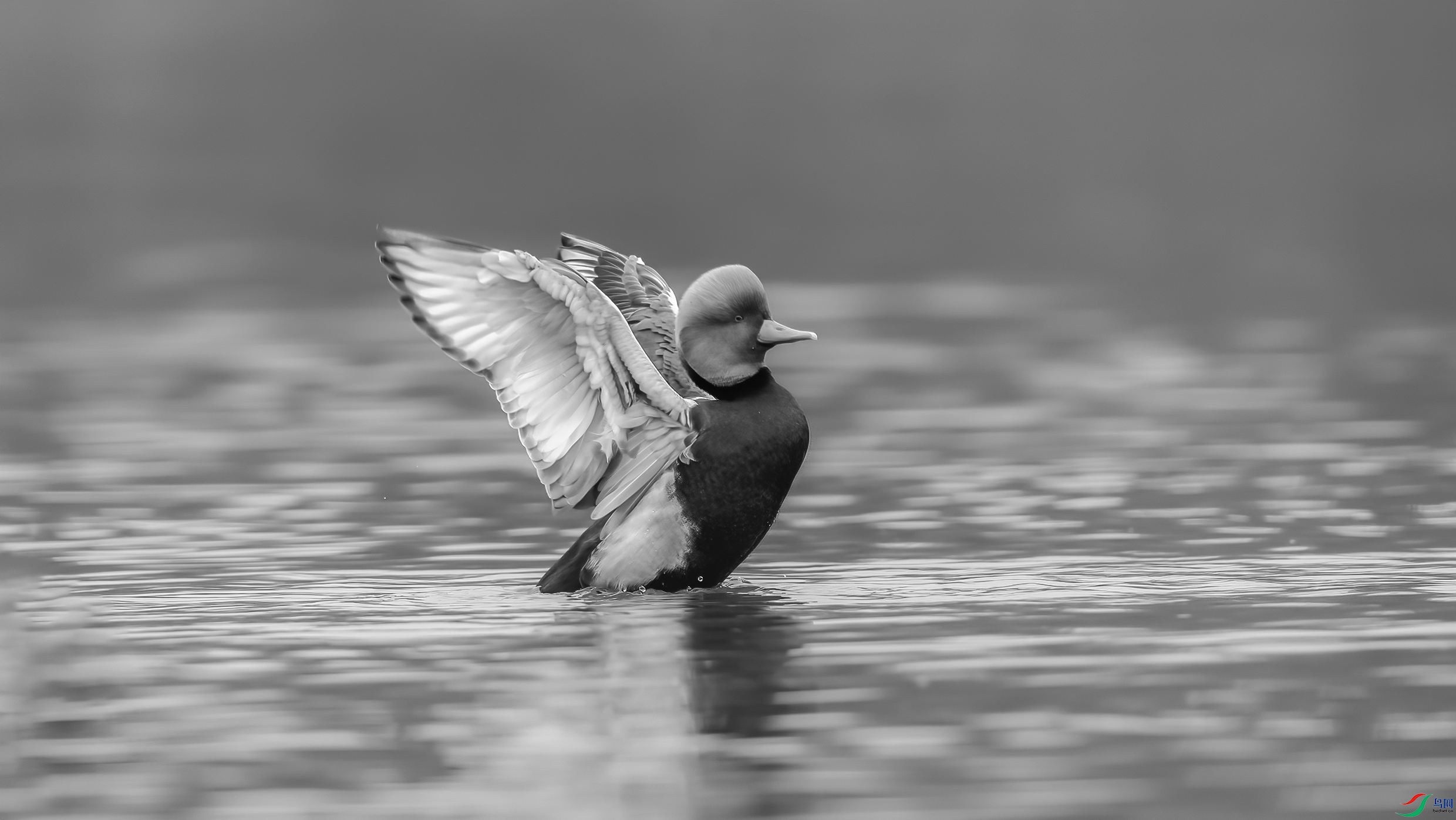 C09R8379 ����.jpg