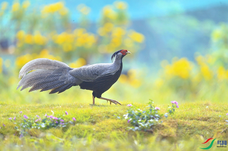 �����ƶ���ɽˮ�������� �мž���������