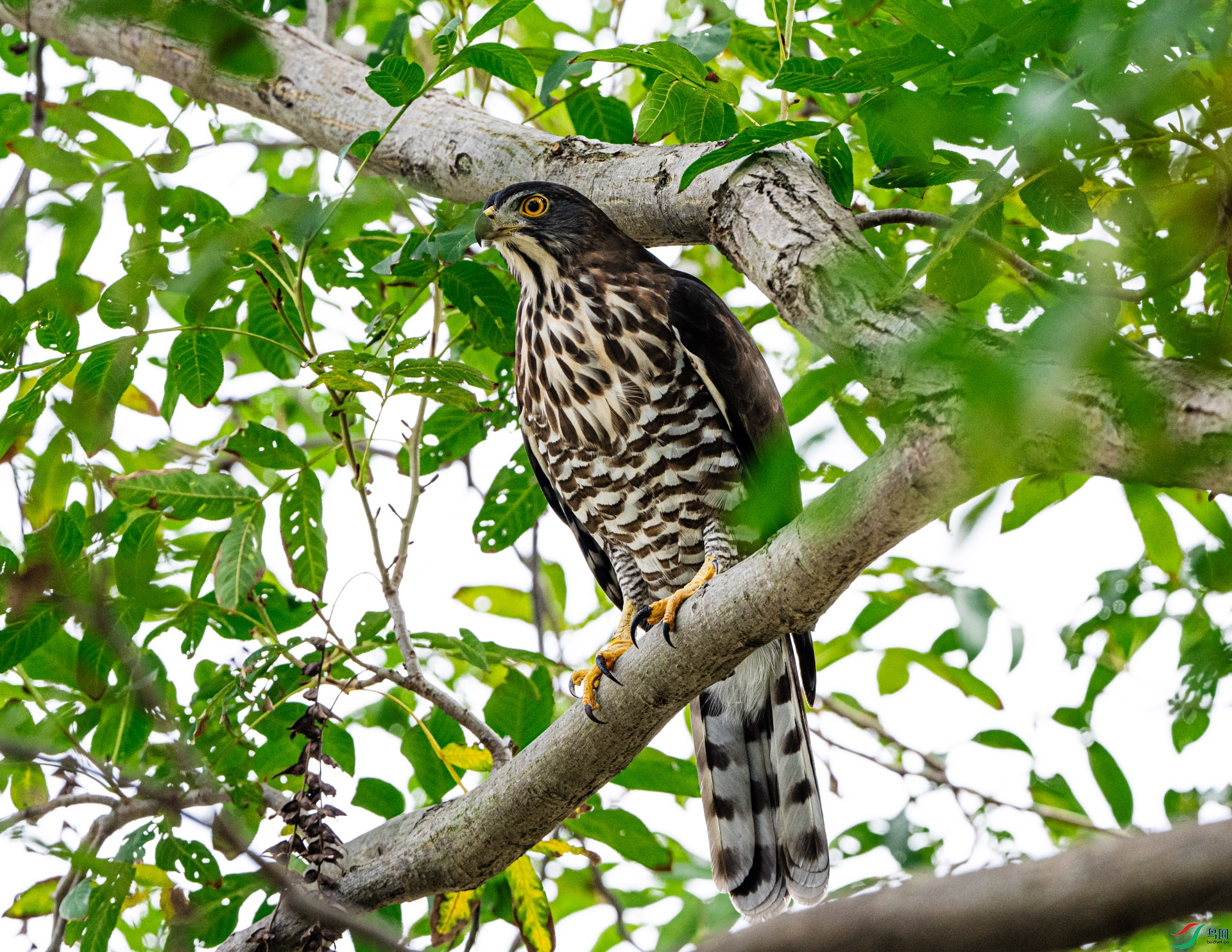 DSC_1690.jpg