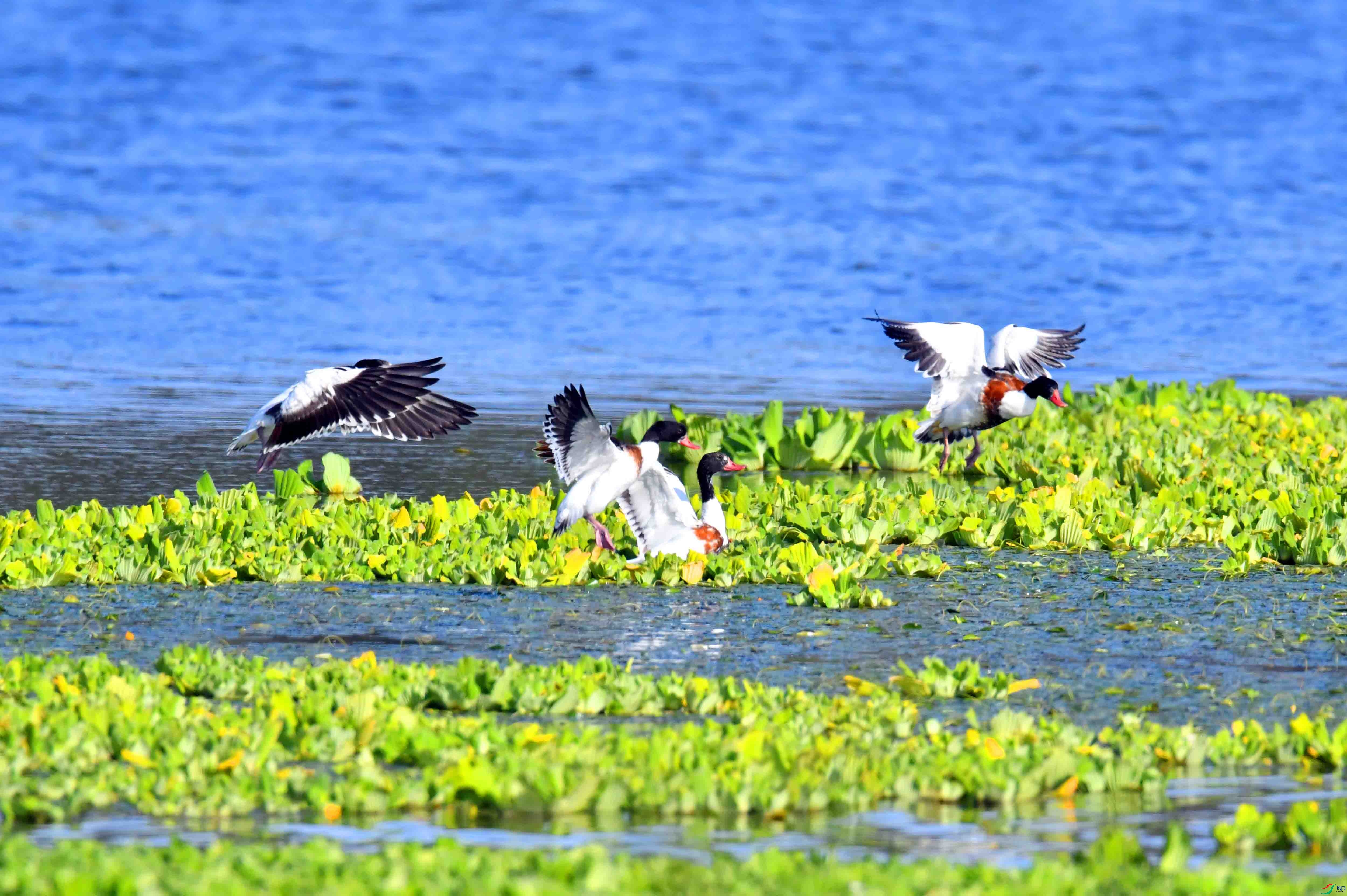 DSC_2874.JPG