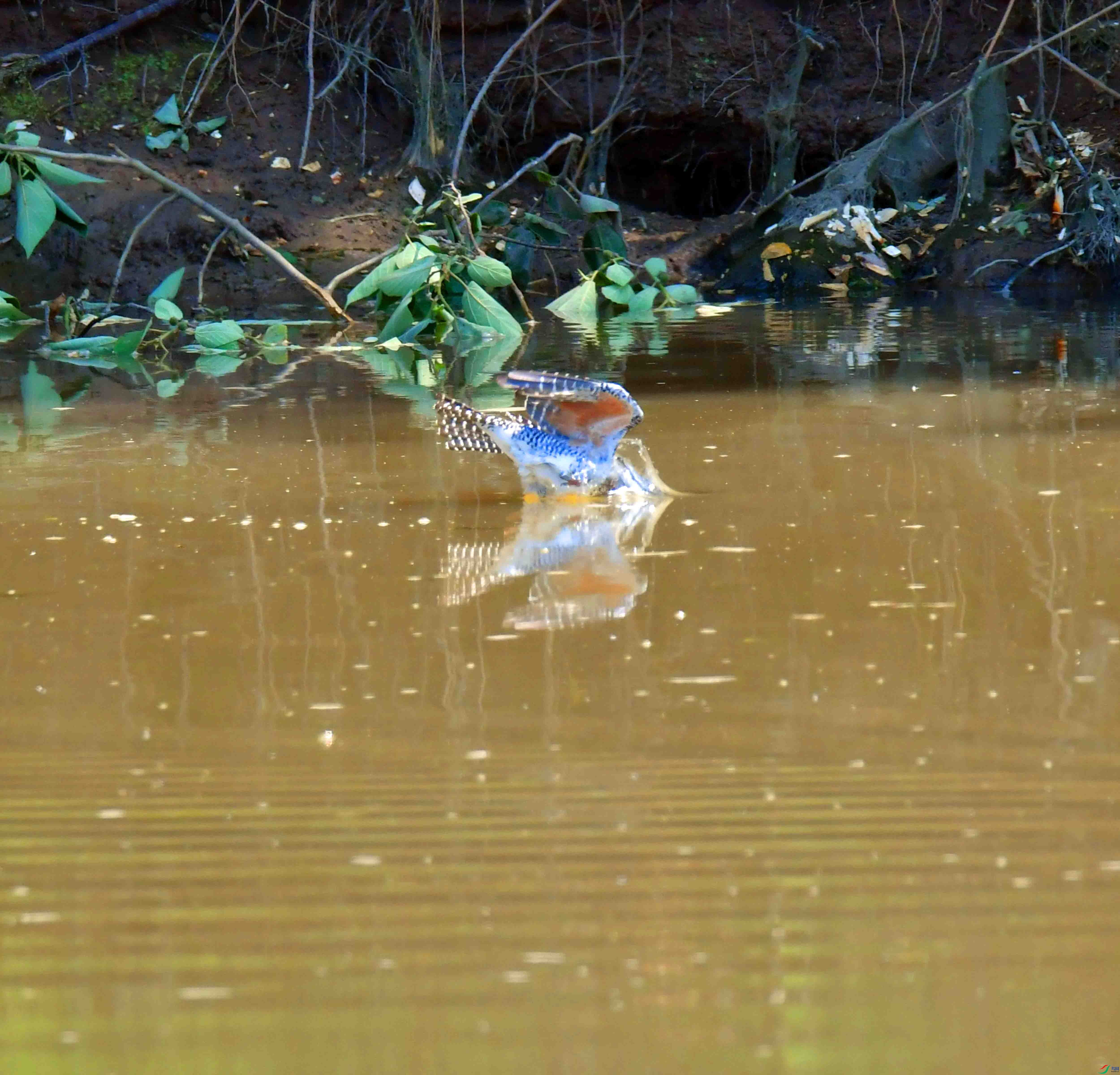 DSC_9251.JPG