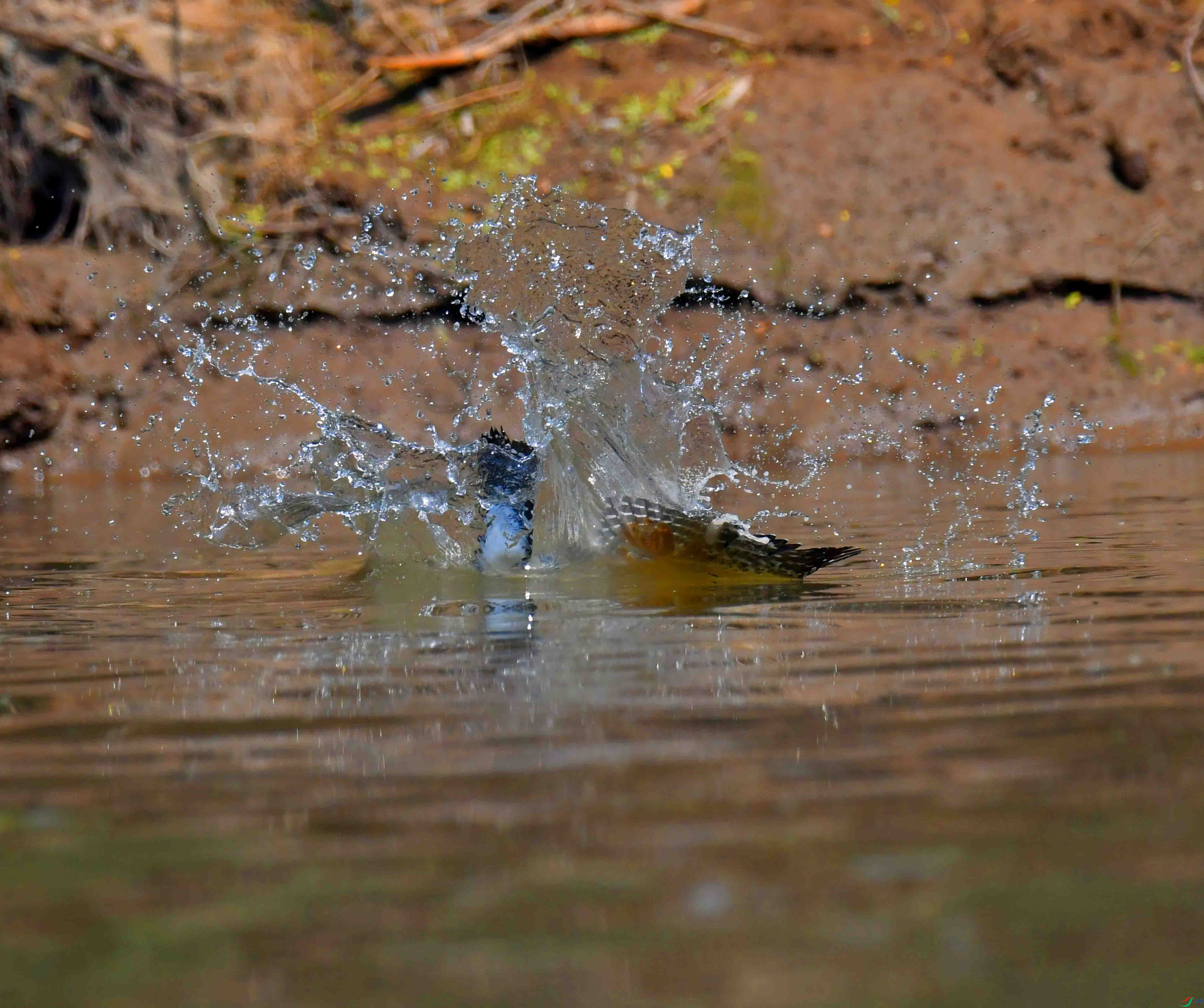 DSC_9777.JPG