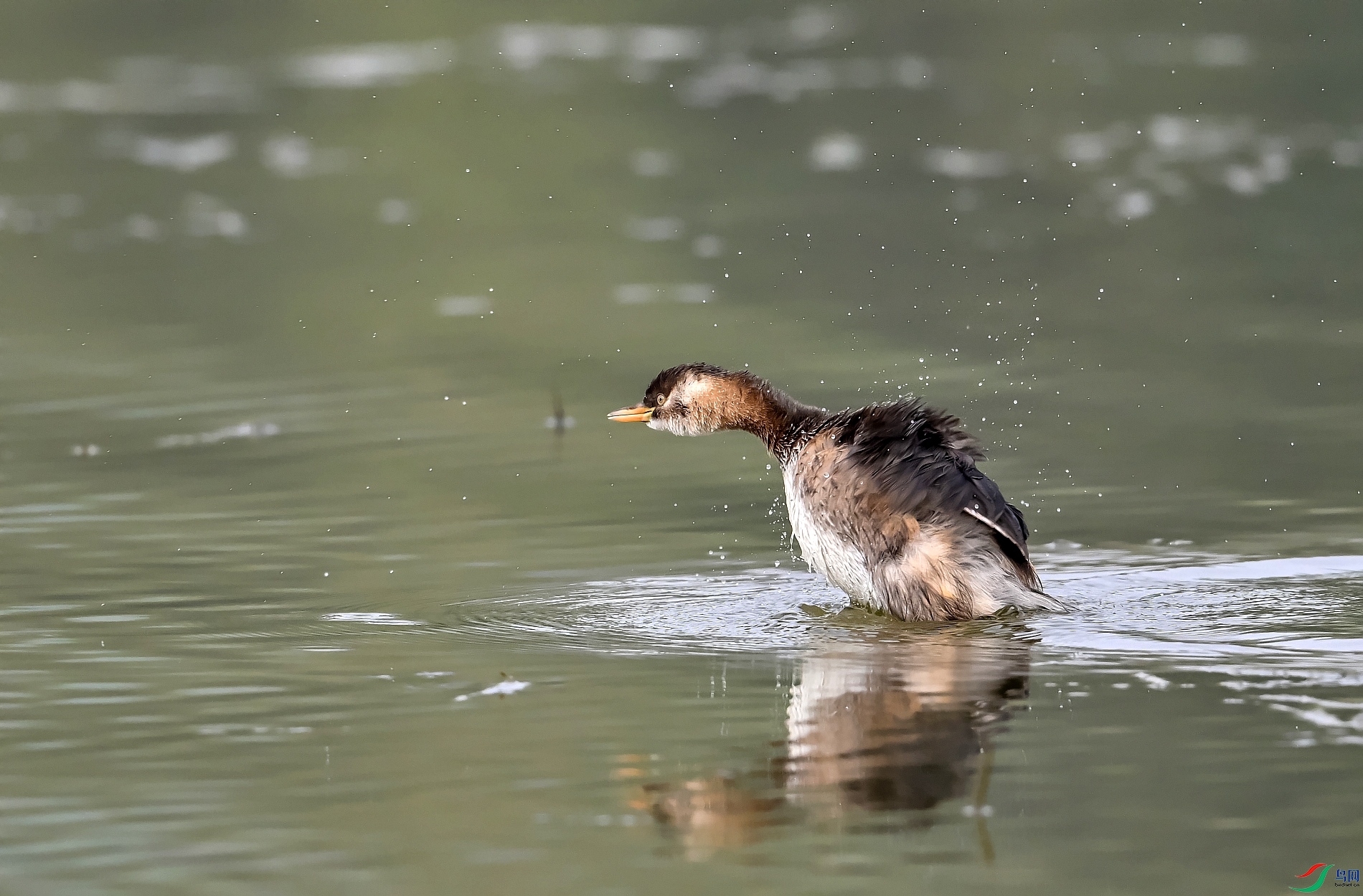 DSC_9926---_conew1.jpg