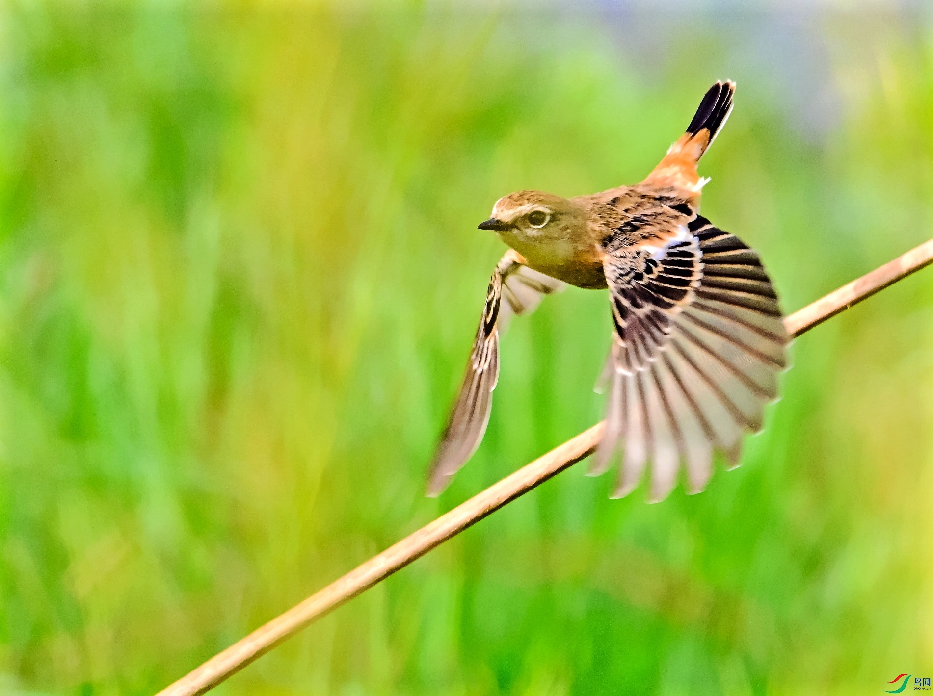 DSC_1088---_conew1.jpg