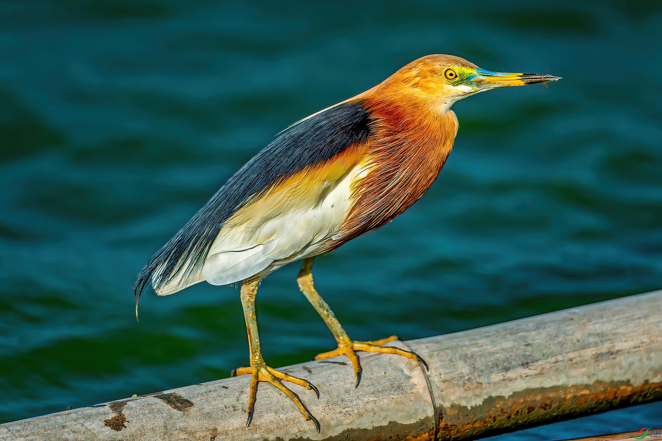 DSC_7093a.jpg