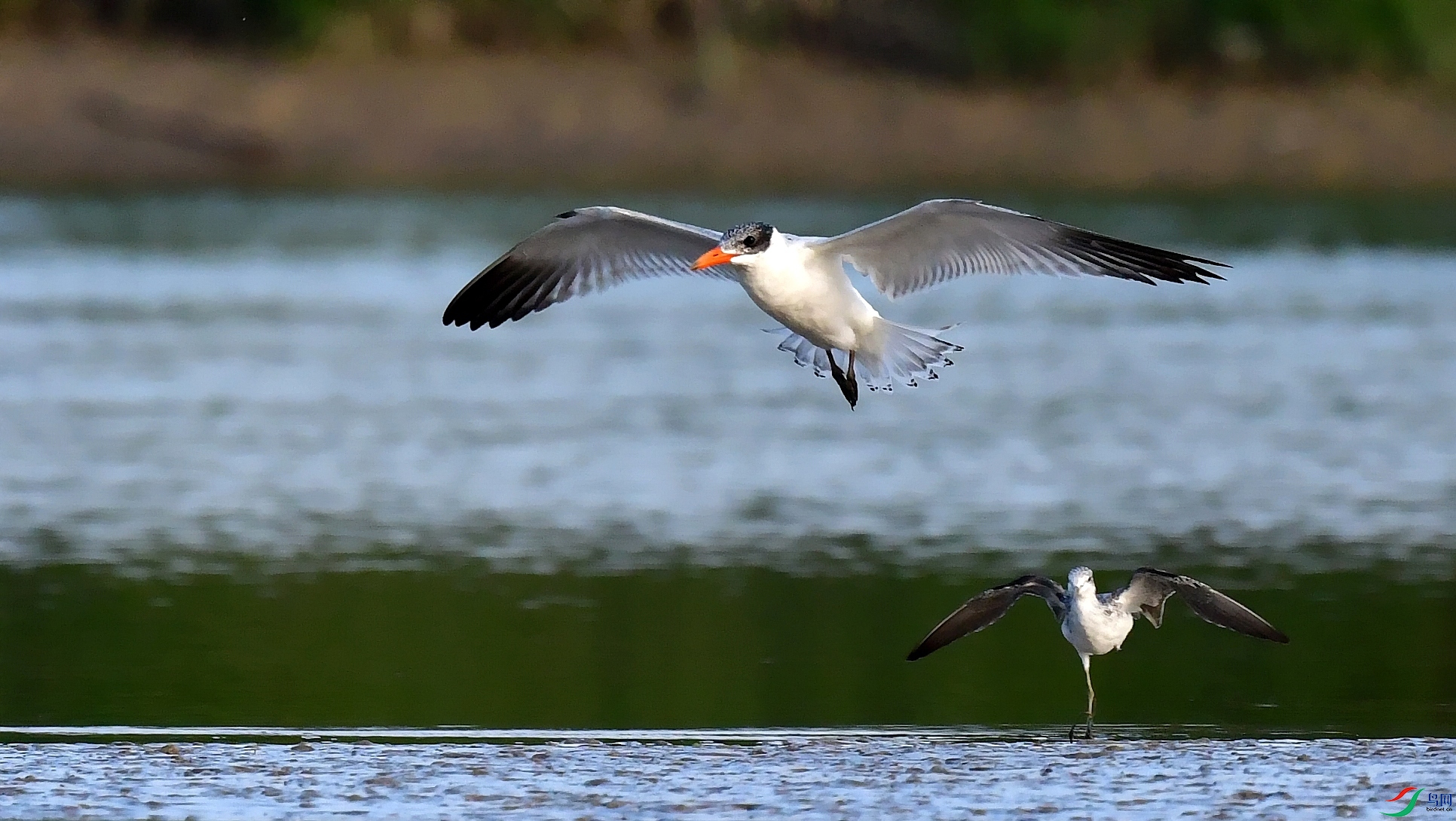 DSC_1386_conew2.jpg
