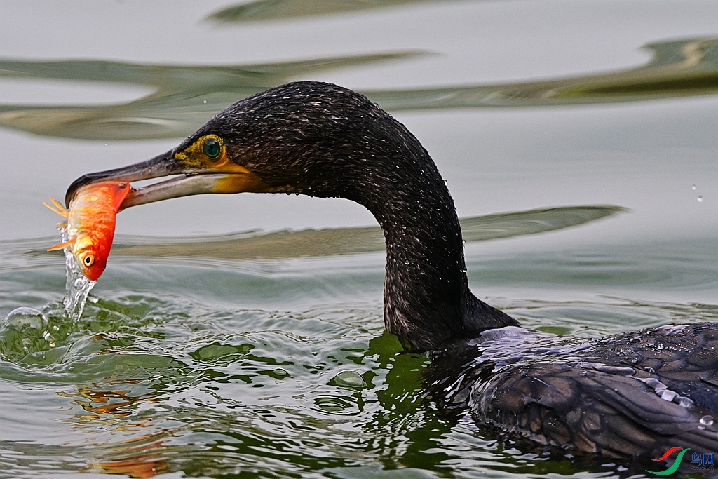 DSC_2288.JPG