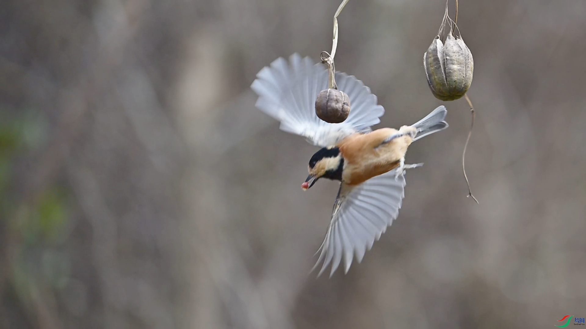 11��9�� (12)(1).jpg