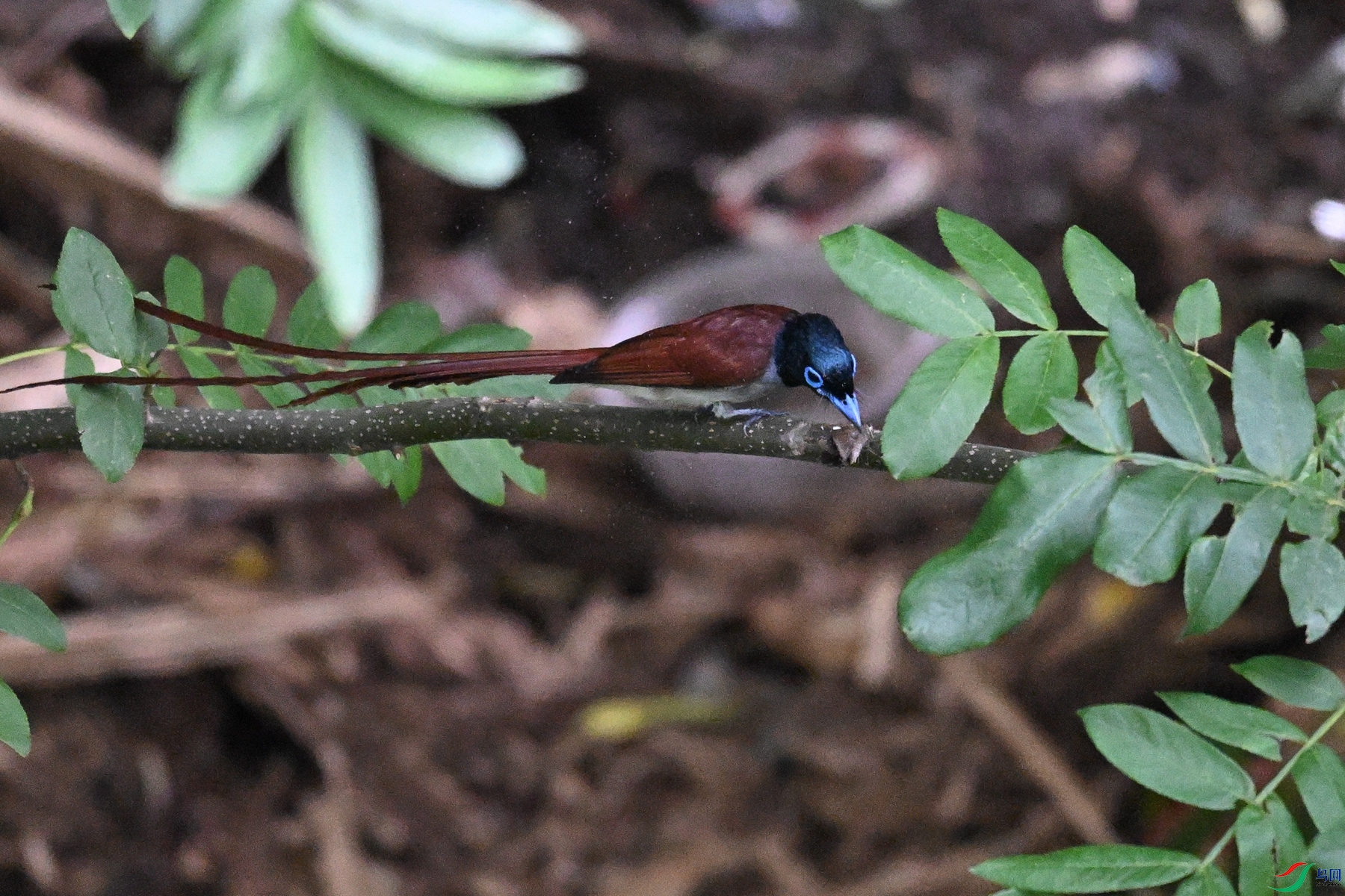 DSC_7813.JPG