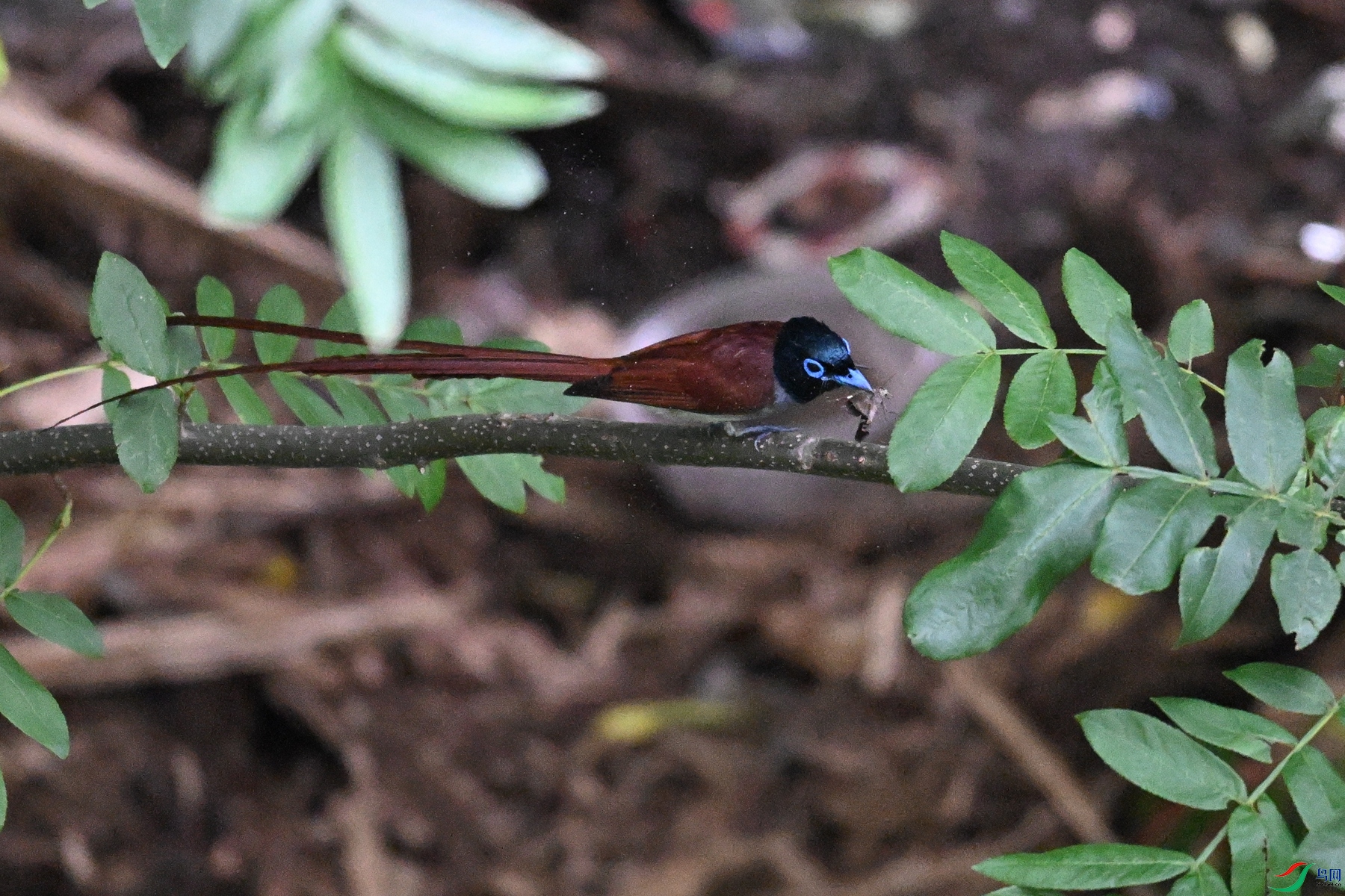 DSC_7819.JPG