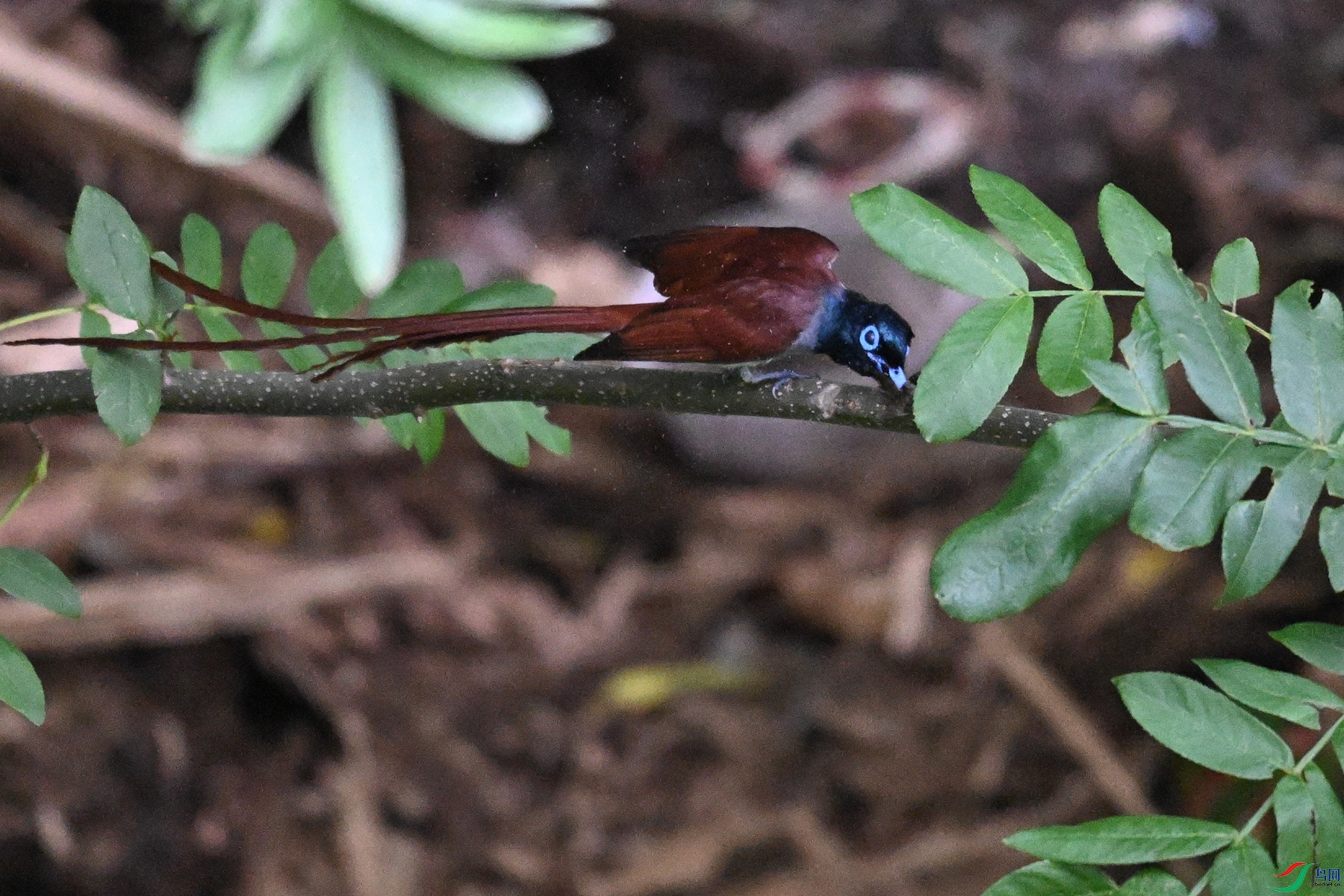 DSC_7815.JPG