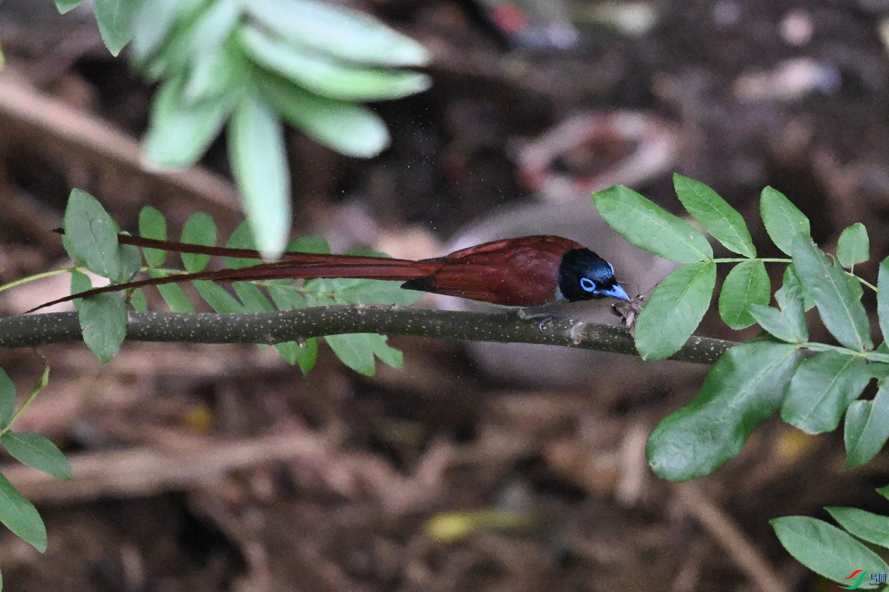 DSC_7817.JPG