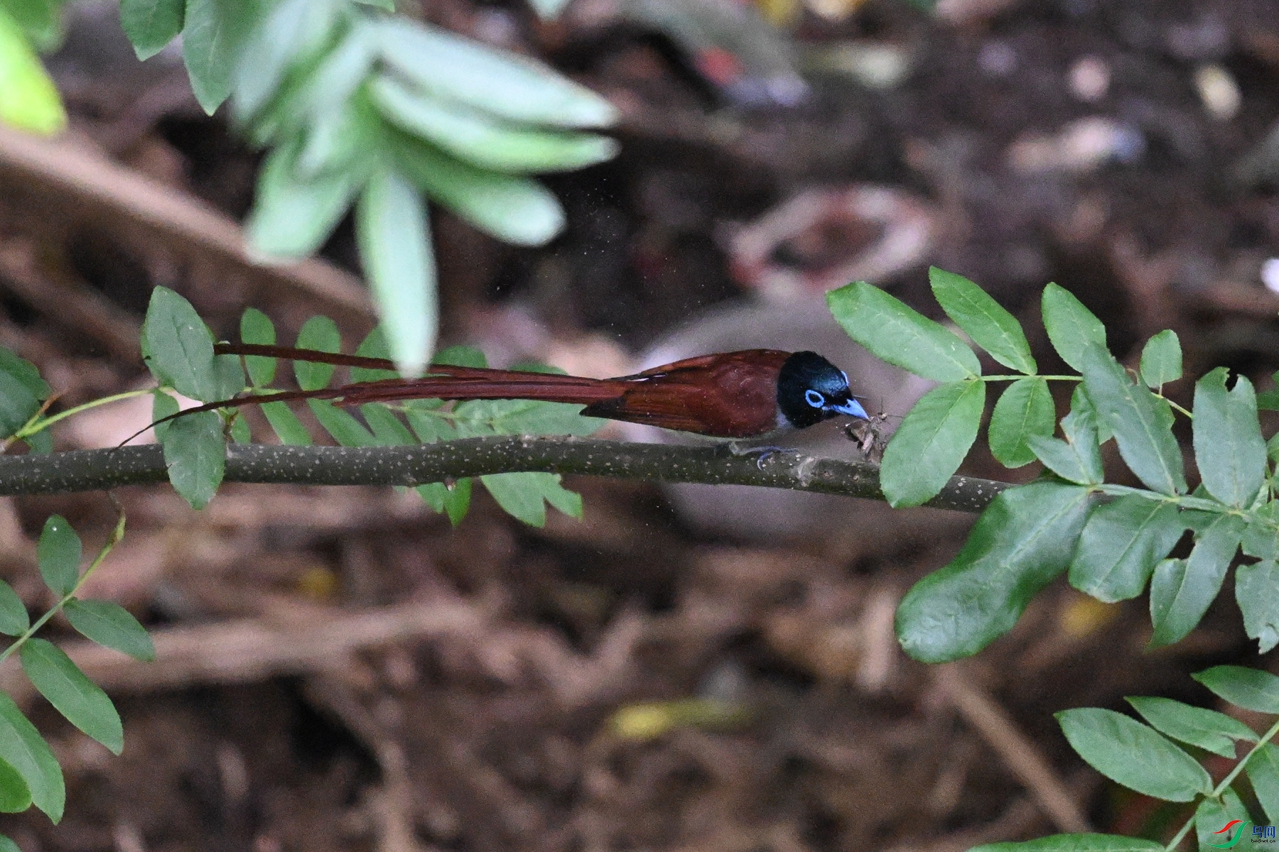 DSC_7818.JPG